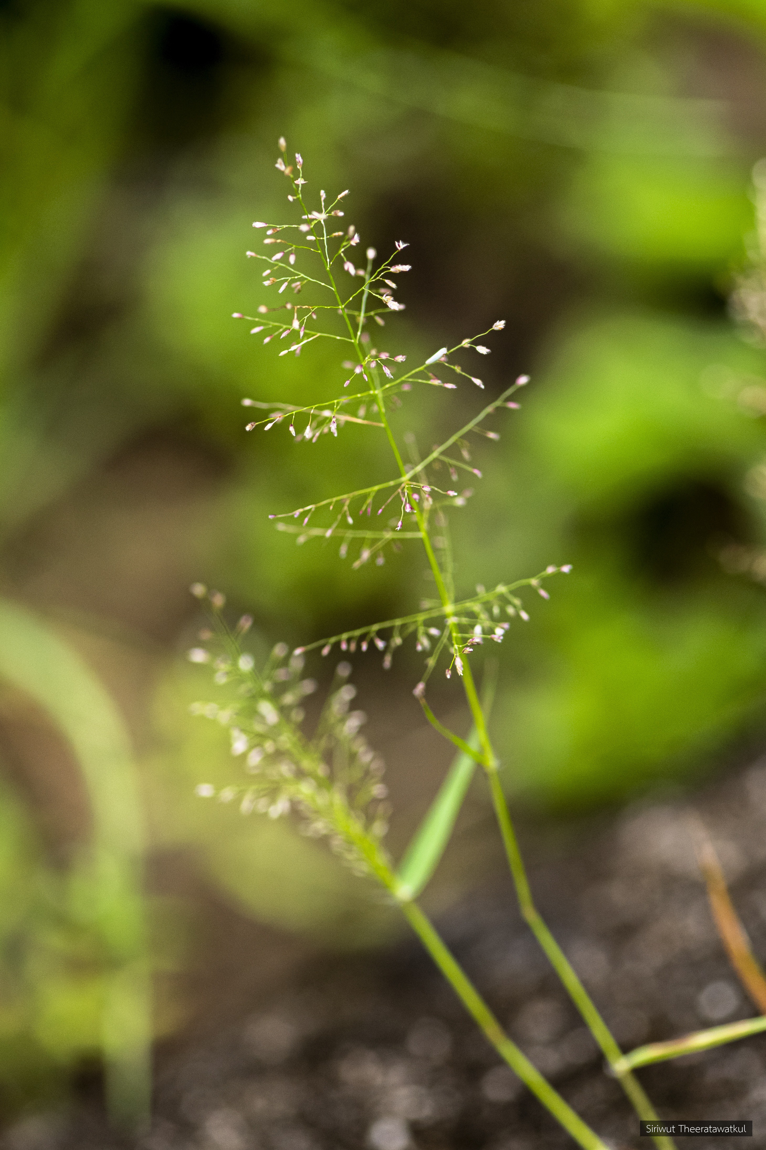 Eragrostis tenella