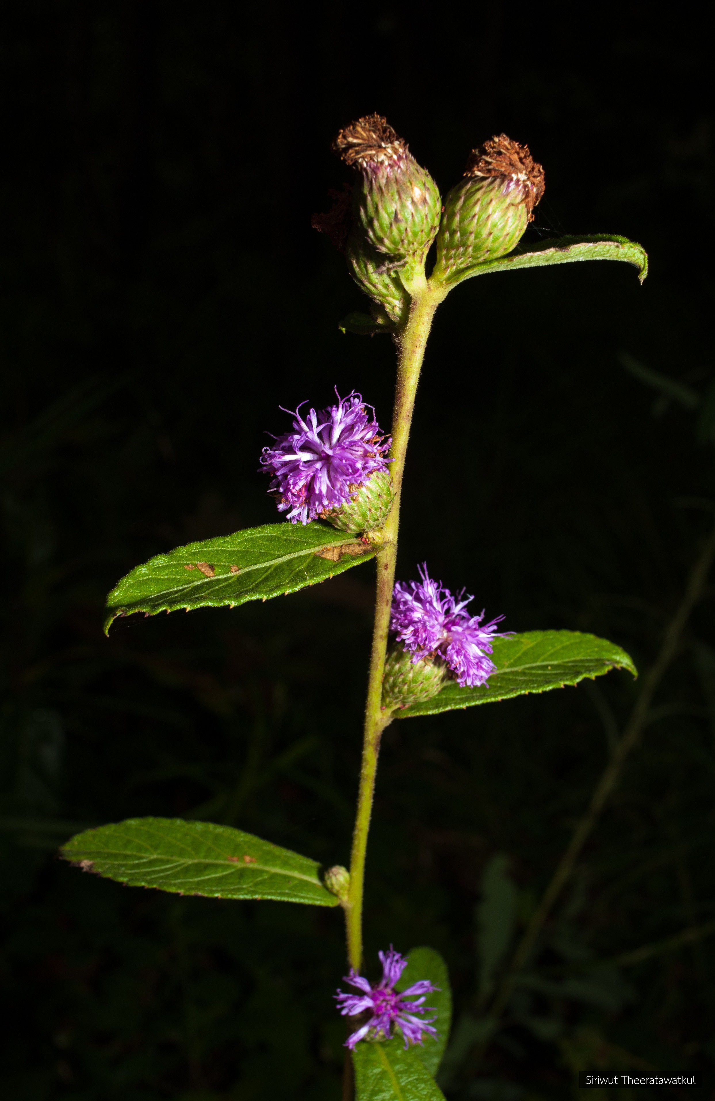 Acilepis squarrosa