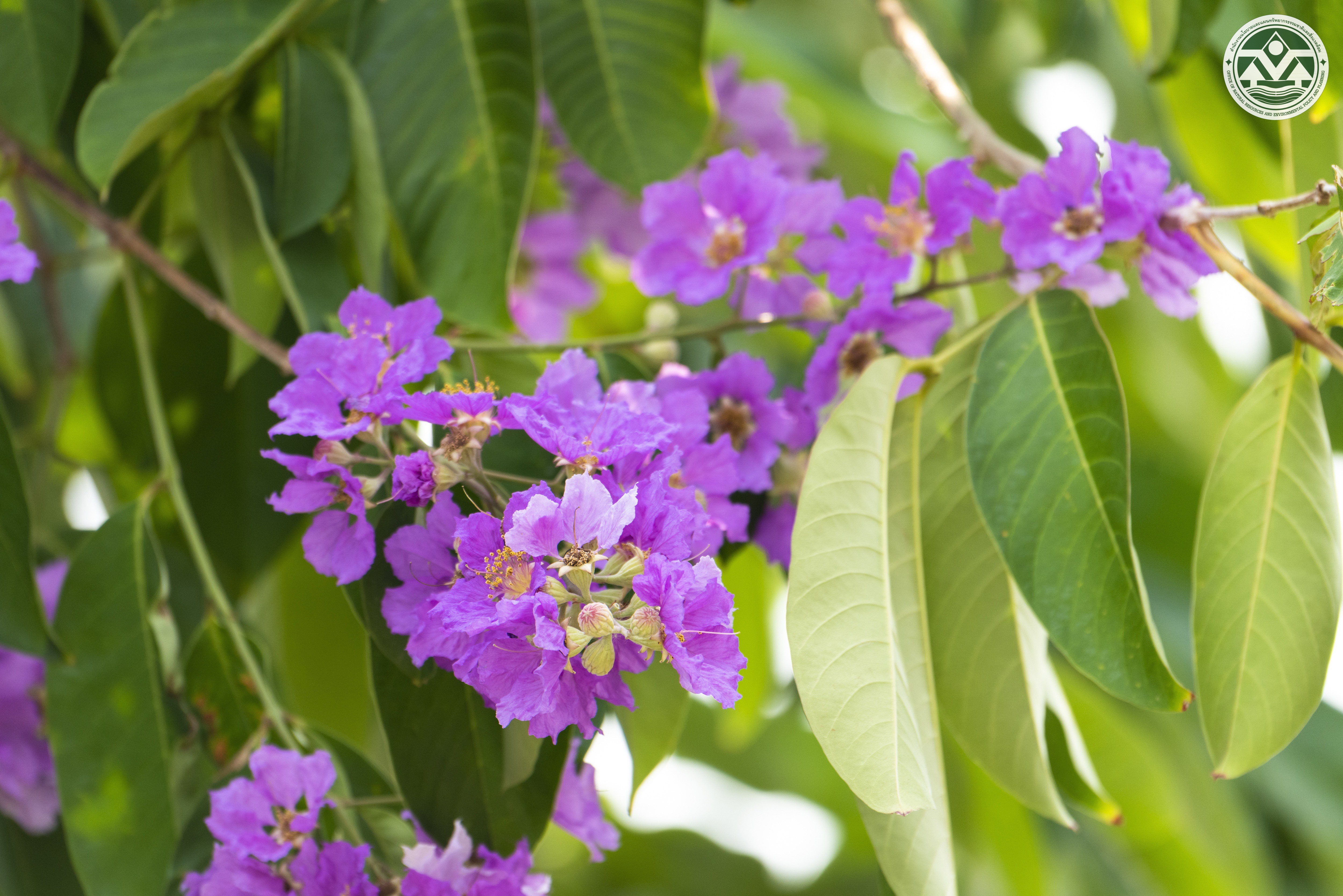 Lagerstroemia speciosa