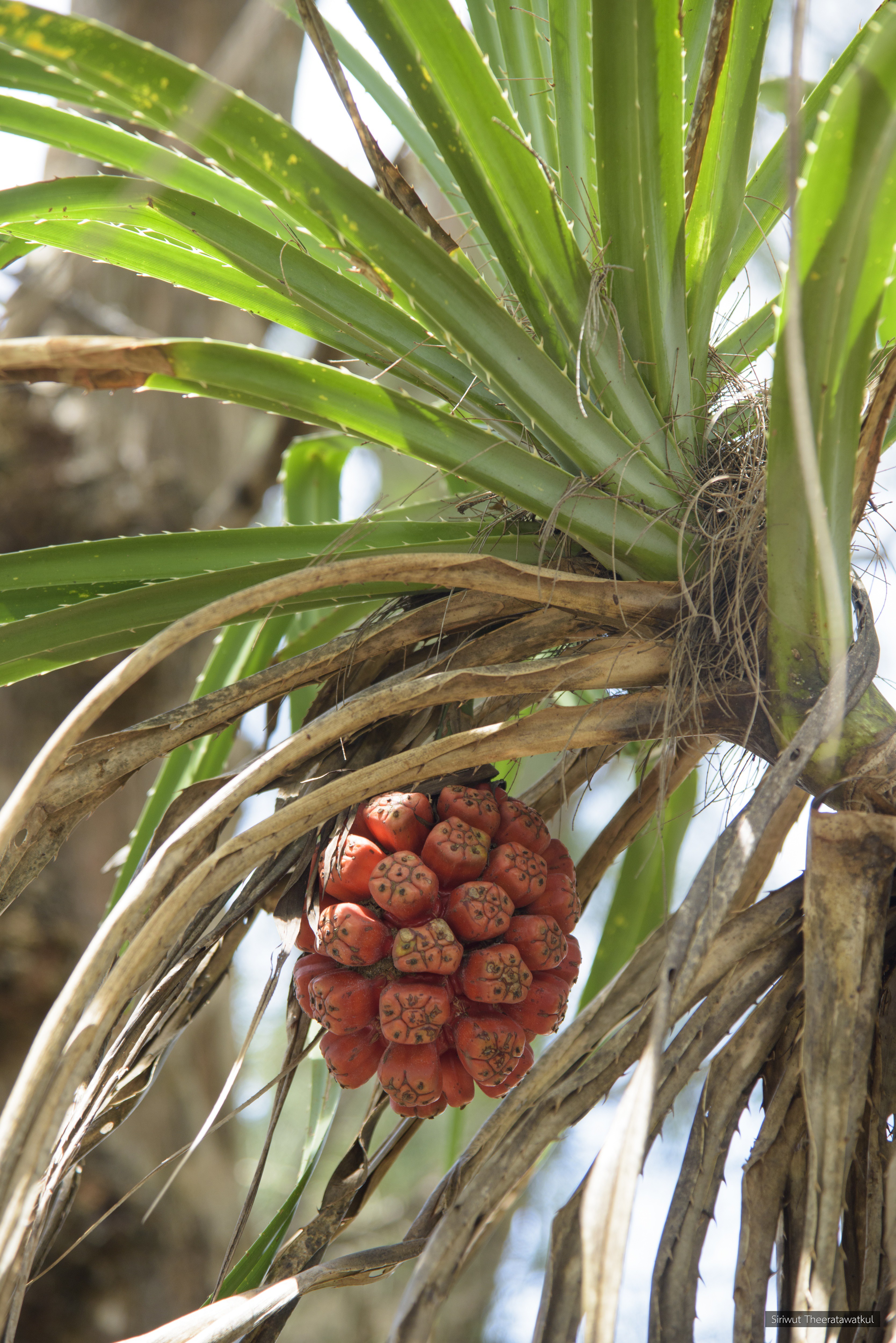 Pandanus odorifer