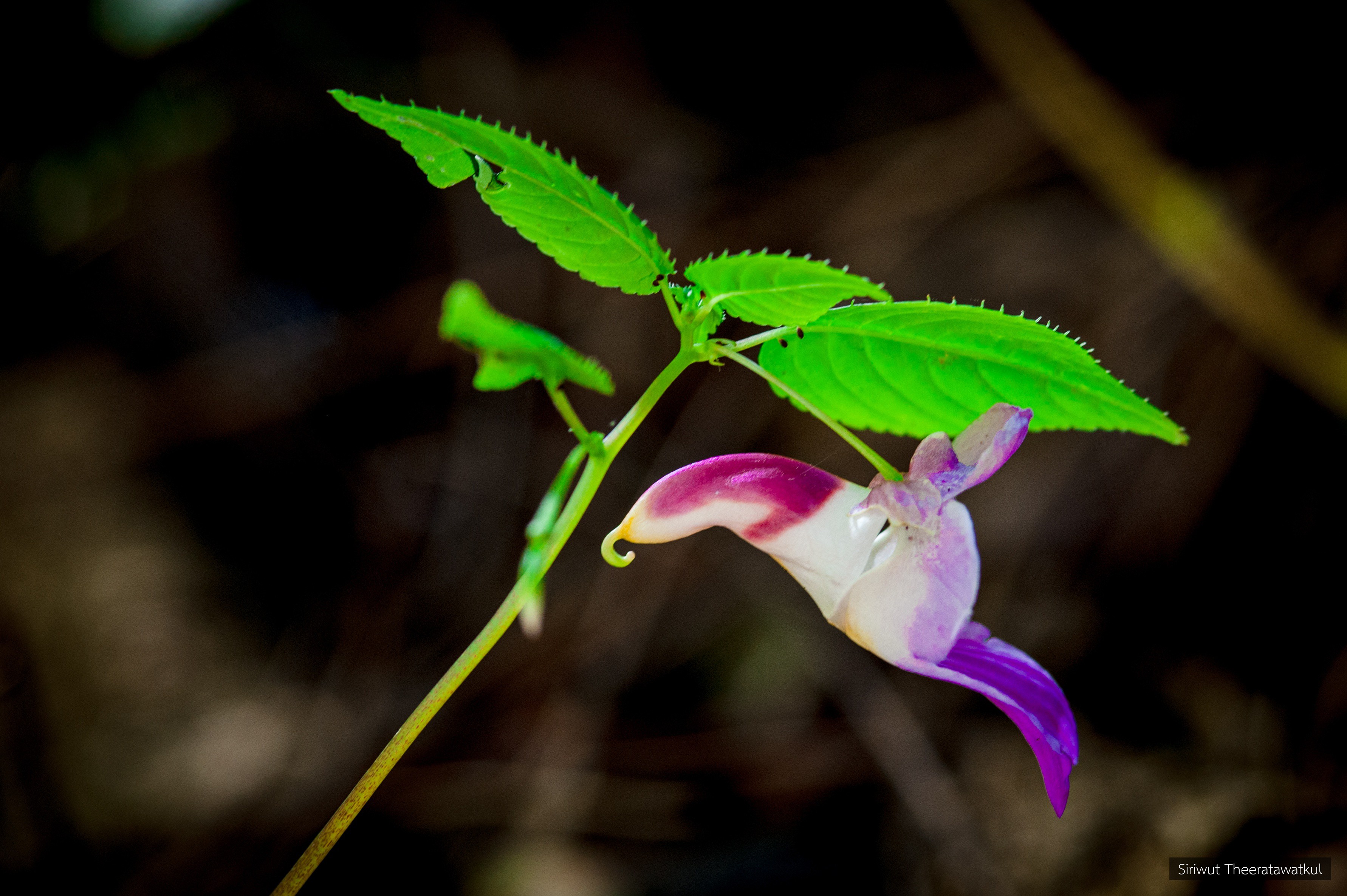 Impatiens psittacina