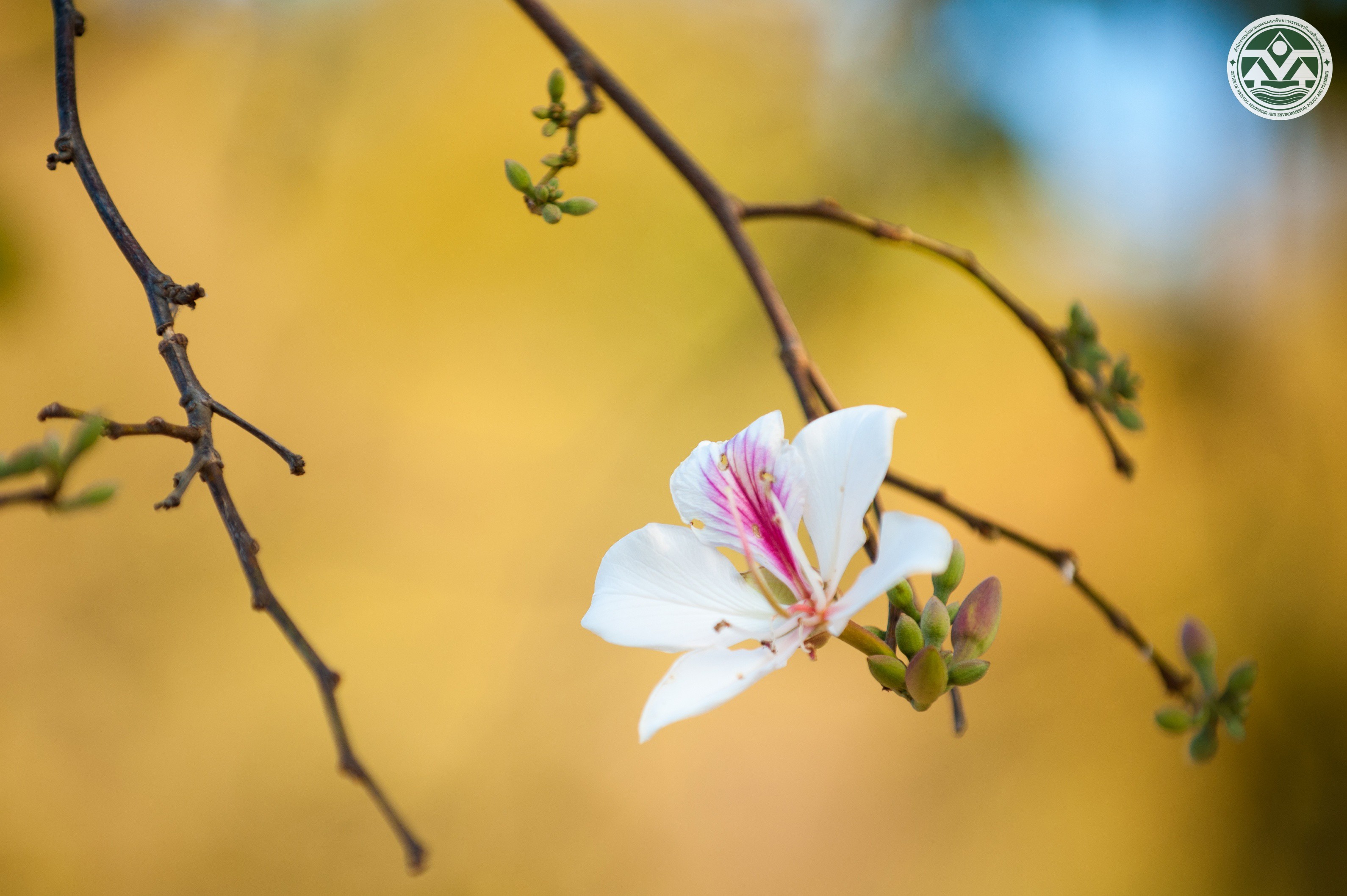 Bauhinia variegata