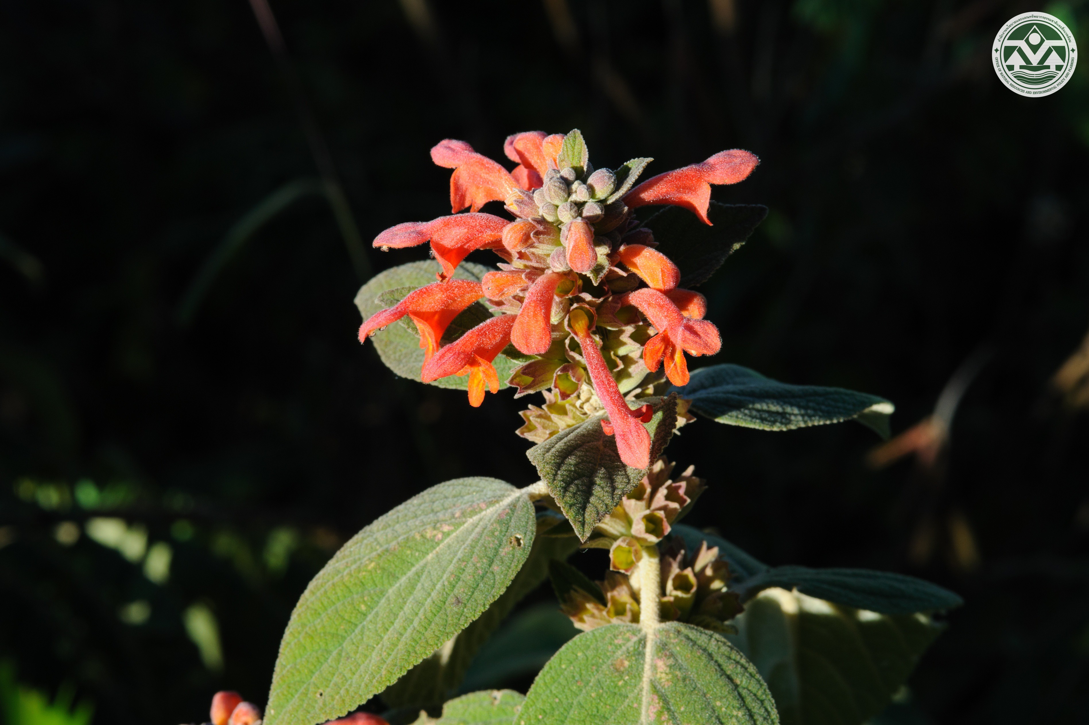 Colquhounia coccinea