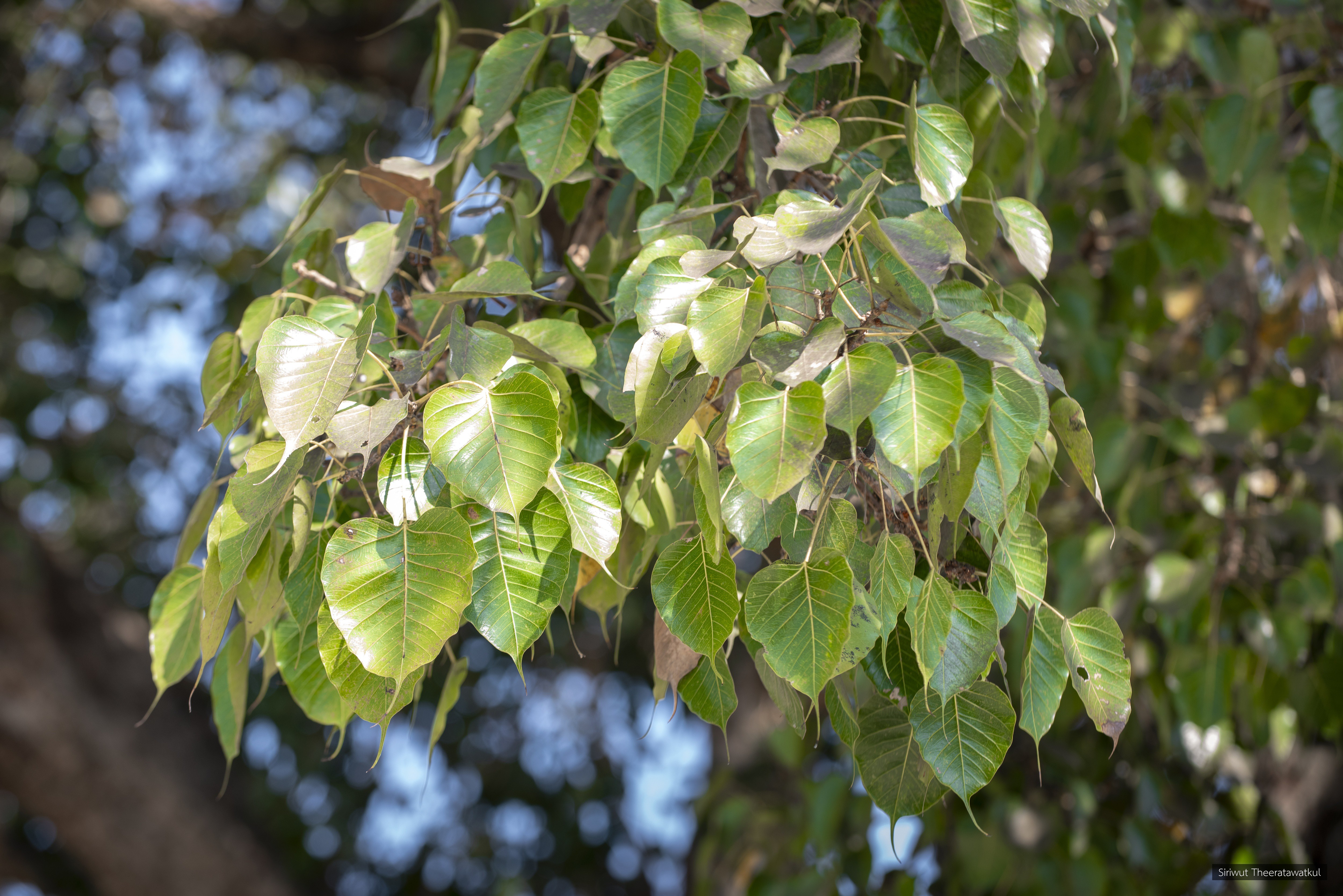 Ficus religiosa