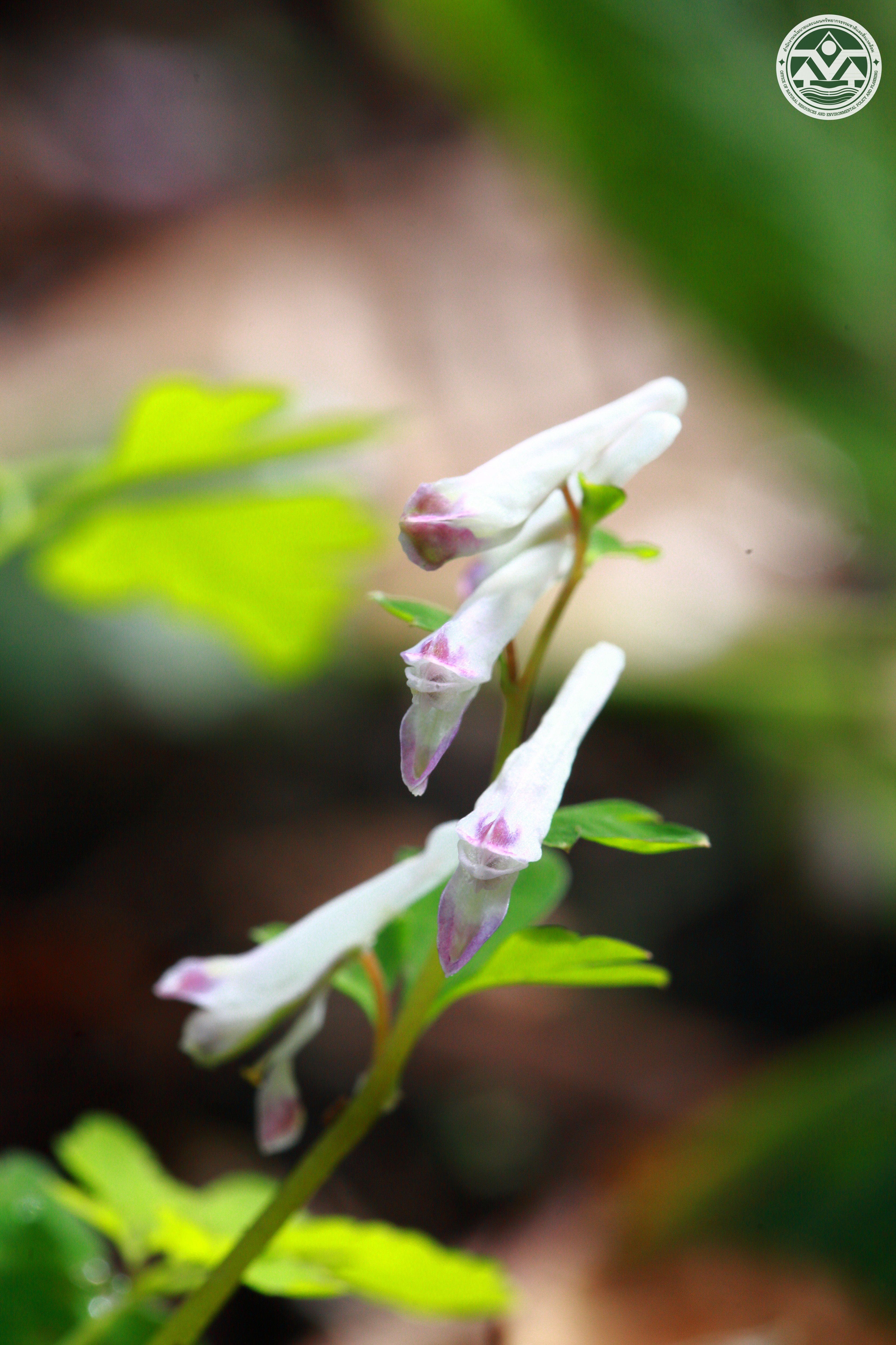 Corydalis taliensis