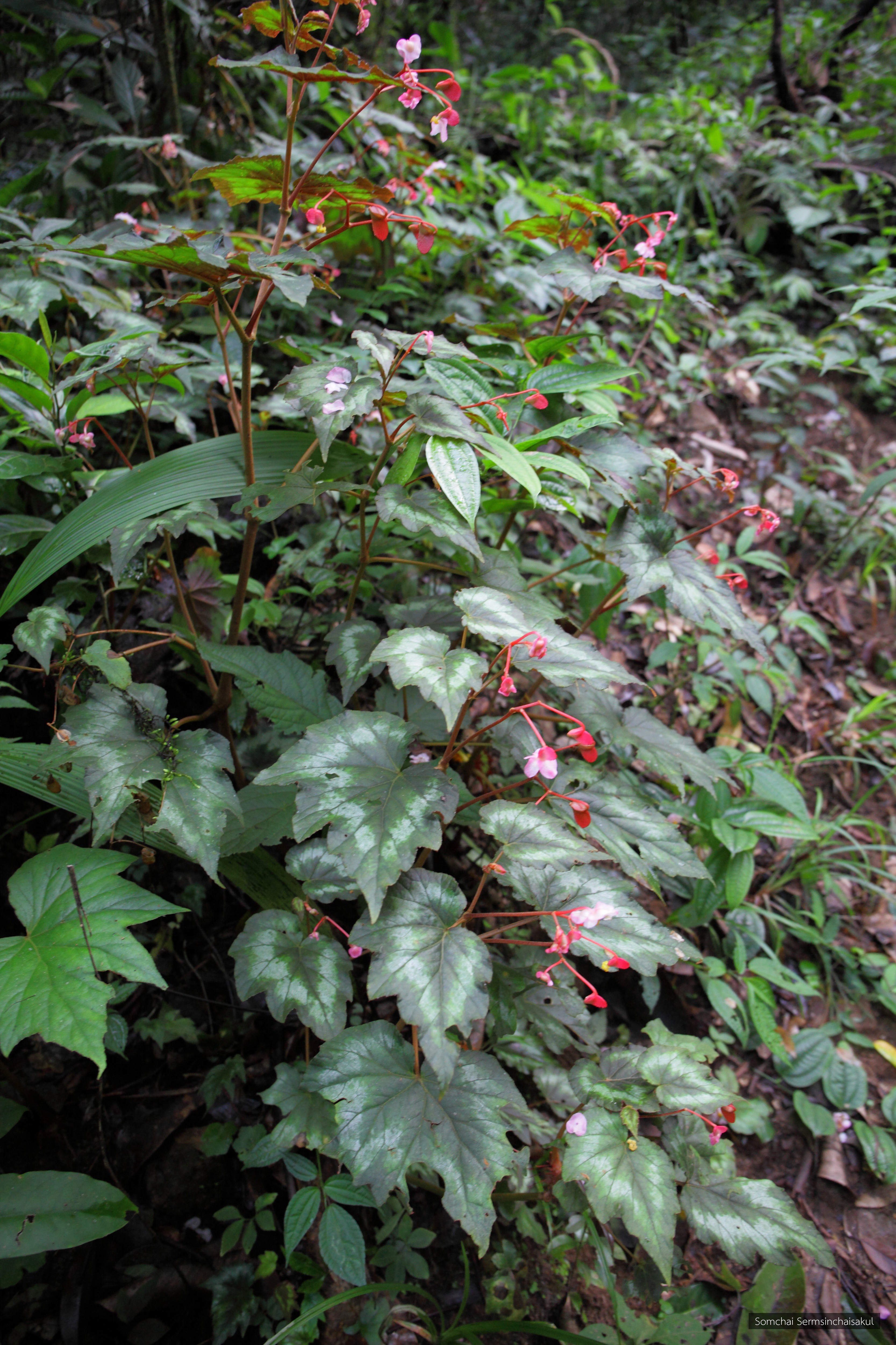 Begonia palmata