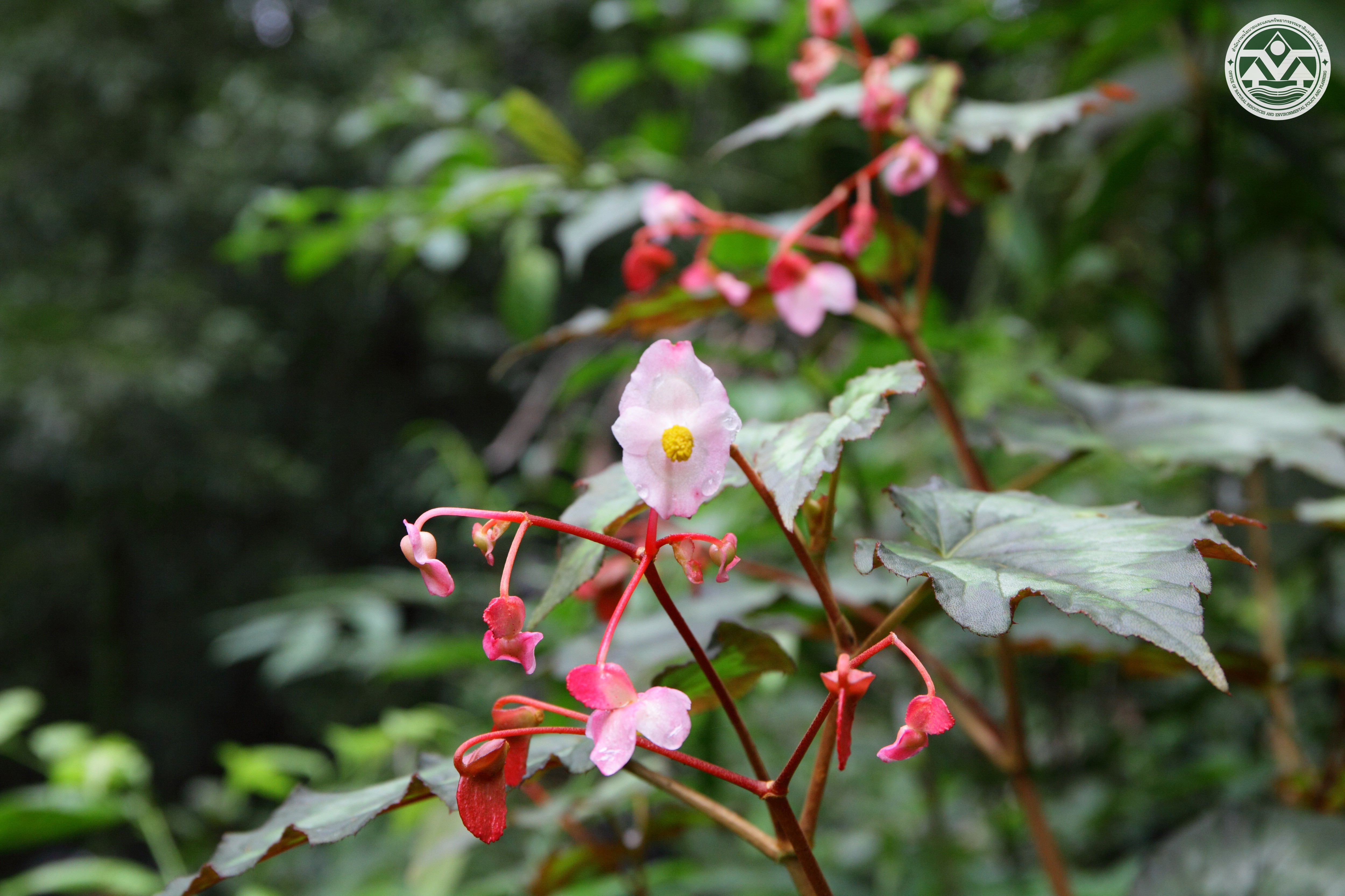 Begonia palmata