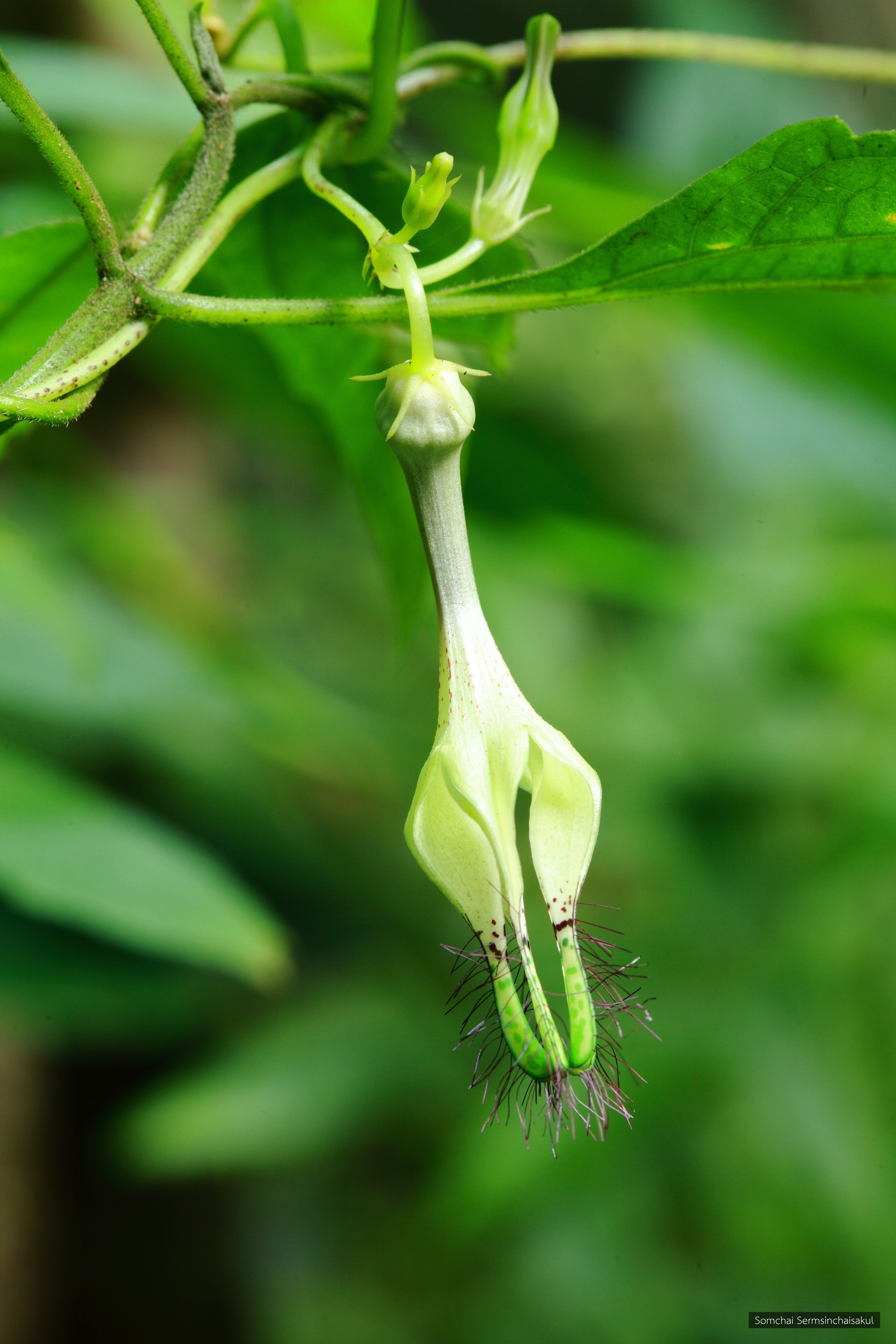 Ceropegia monticola