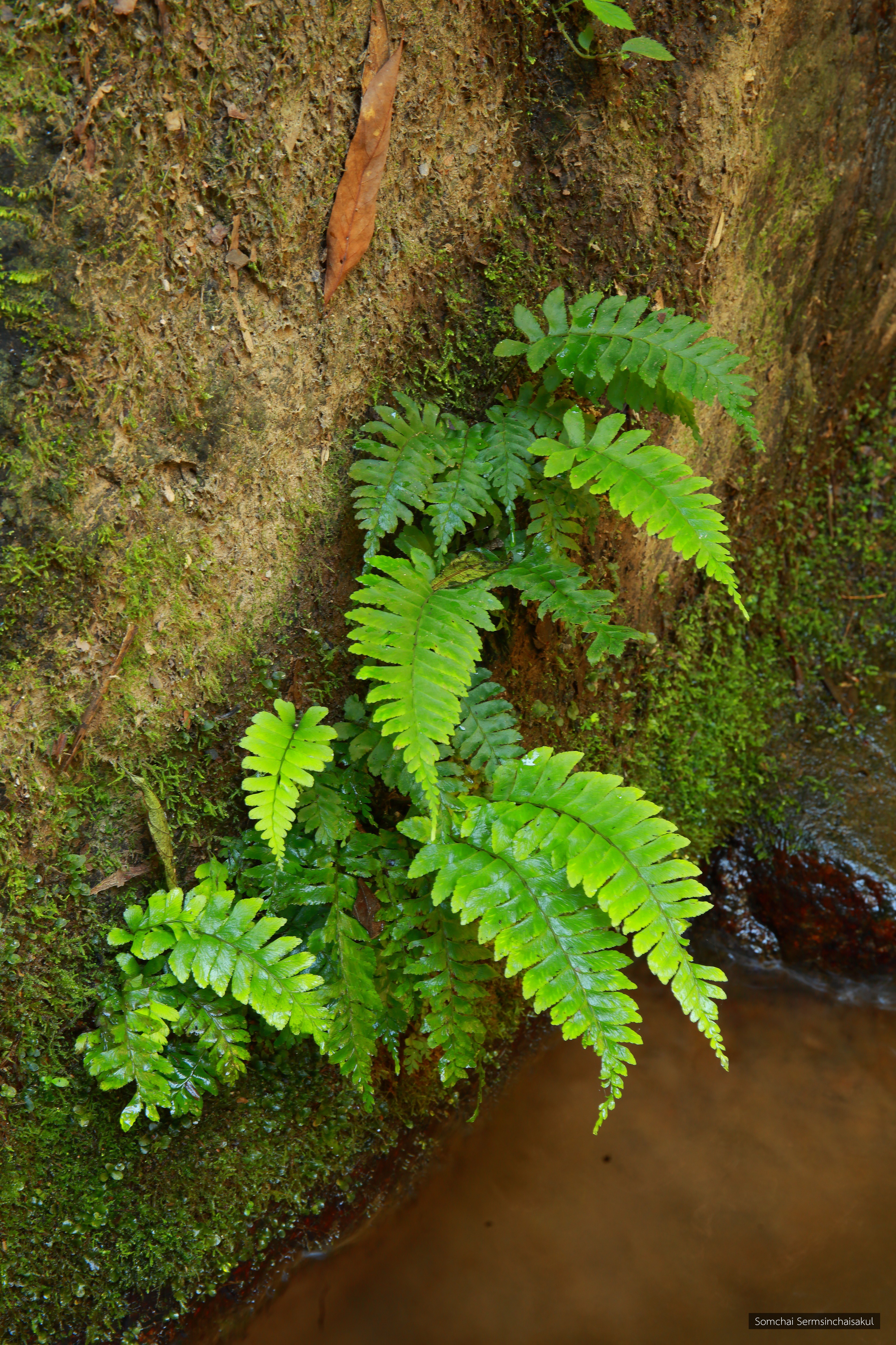 Hymenasplenium obscurum