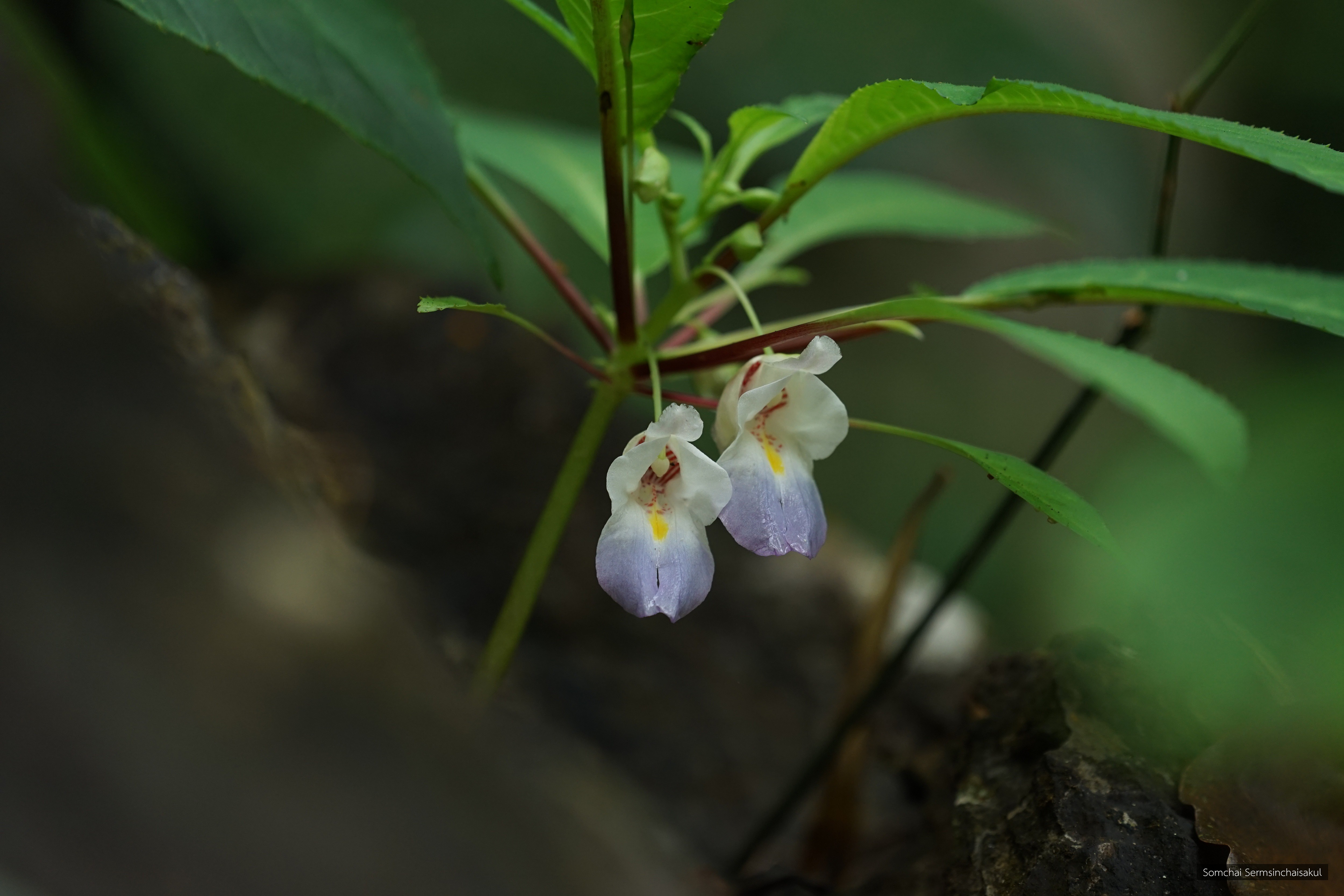 Impatiens zygosepala