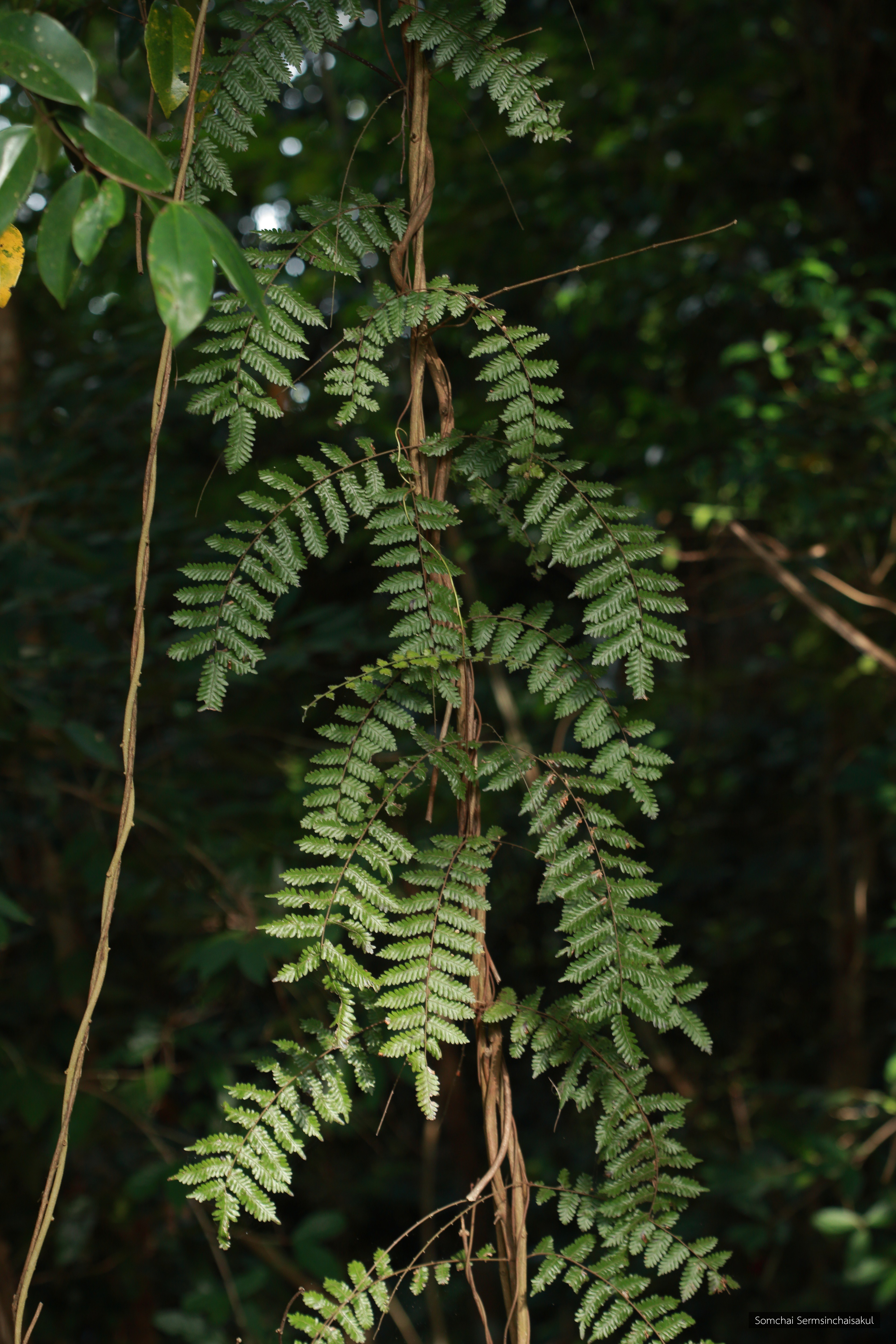 Lygodium polystachyum
