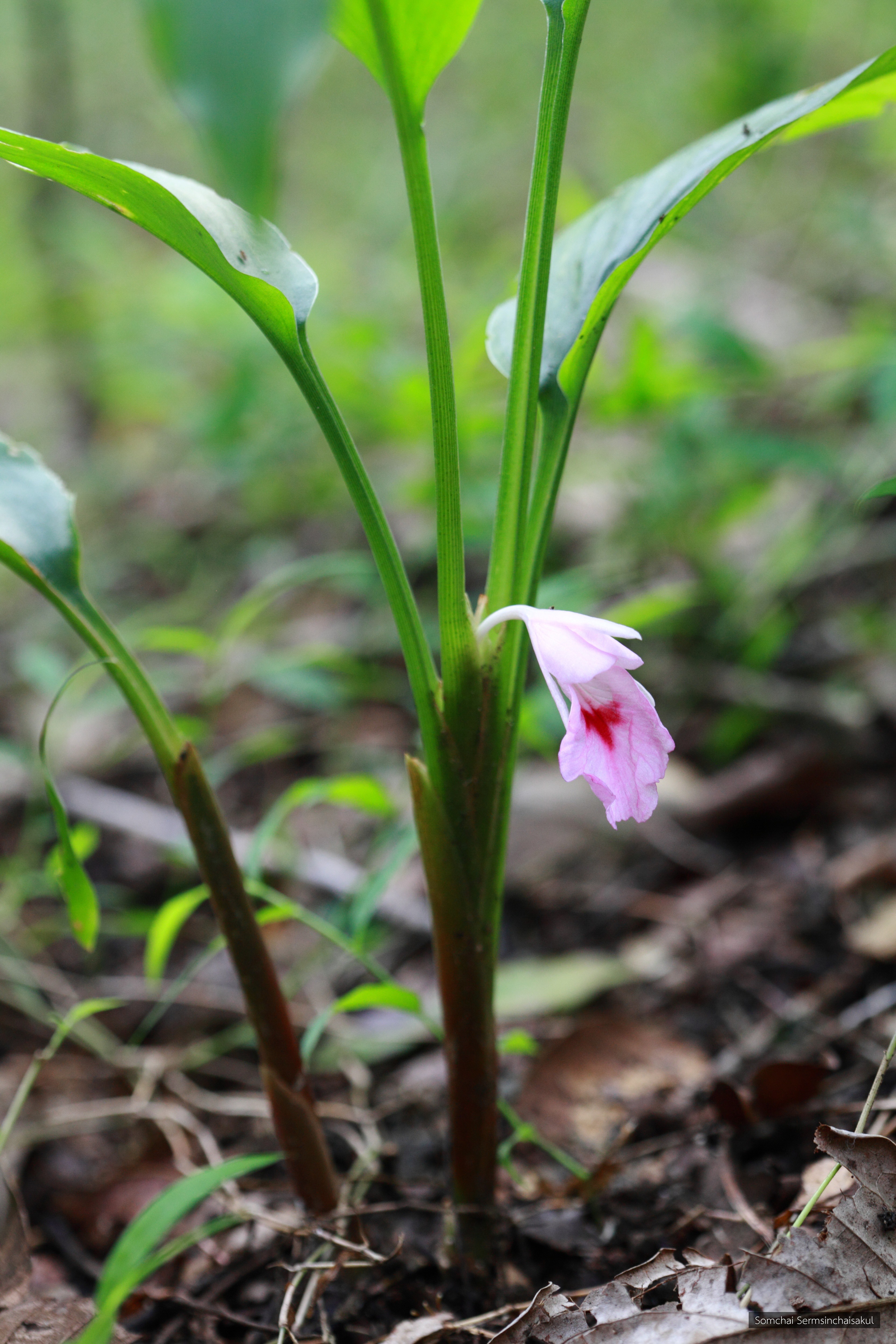 Curcuma rotunda