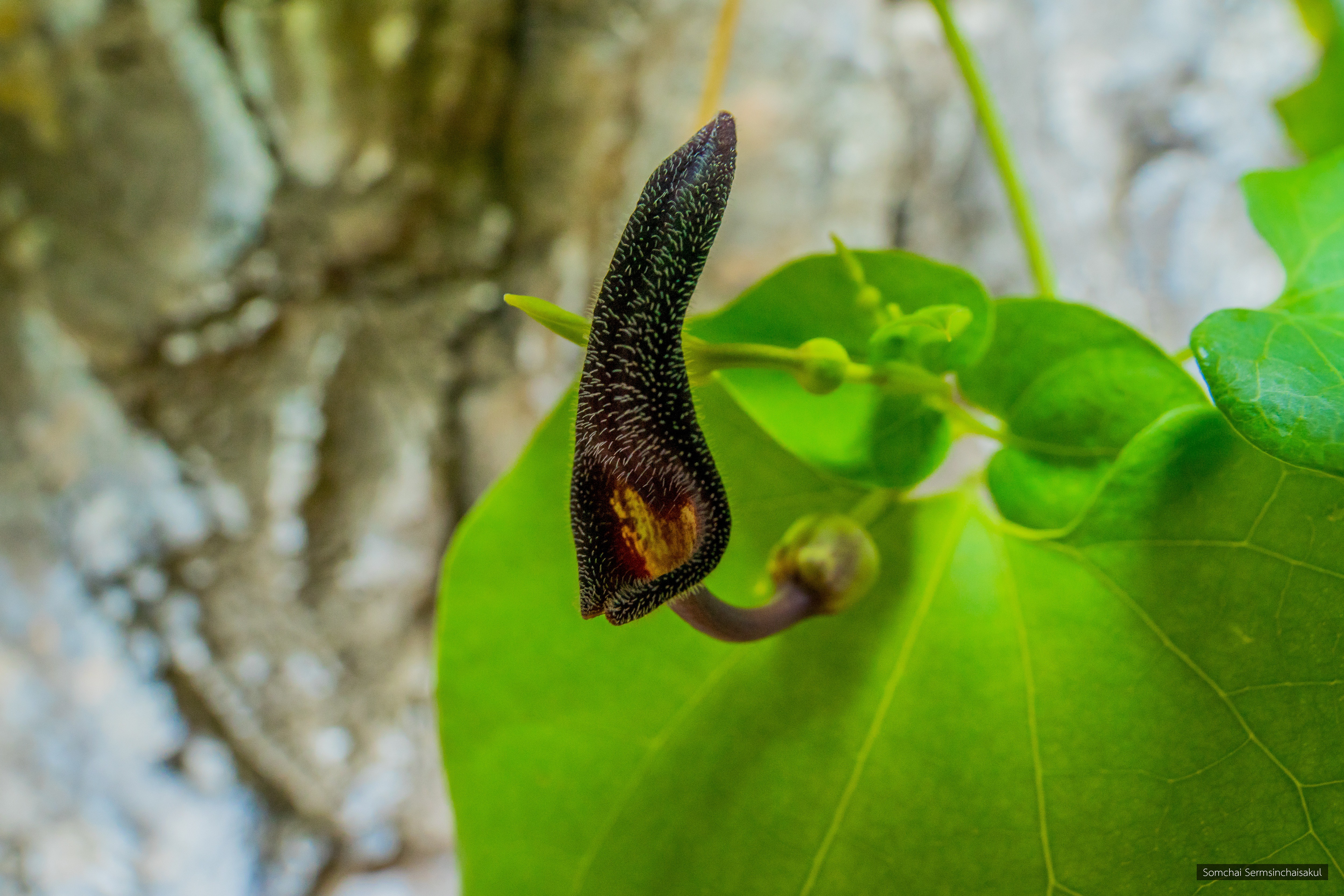 Aristolochia phuphathanaphongiana