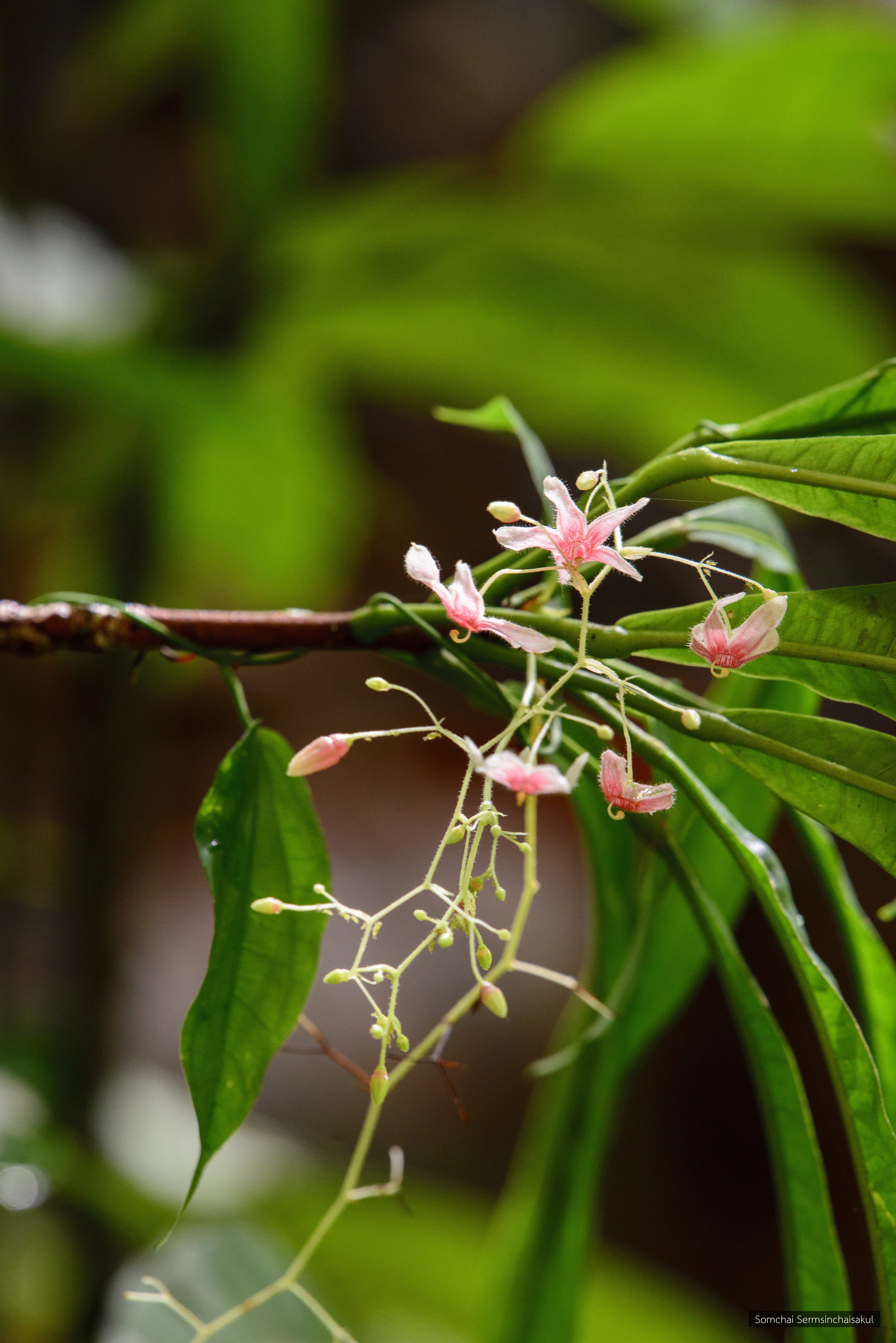 Sterculia lanceolata