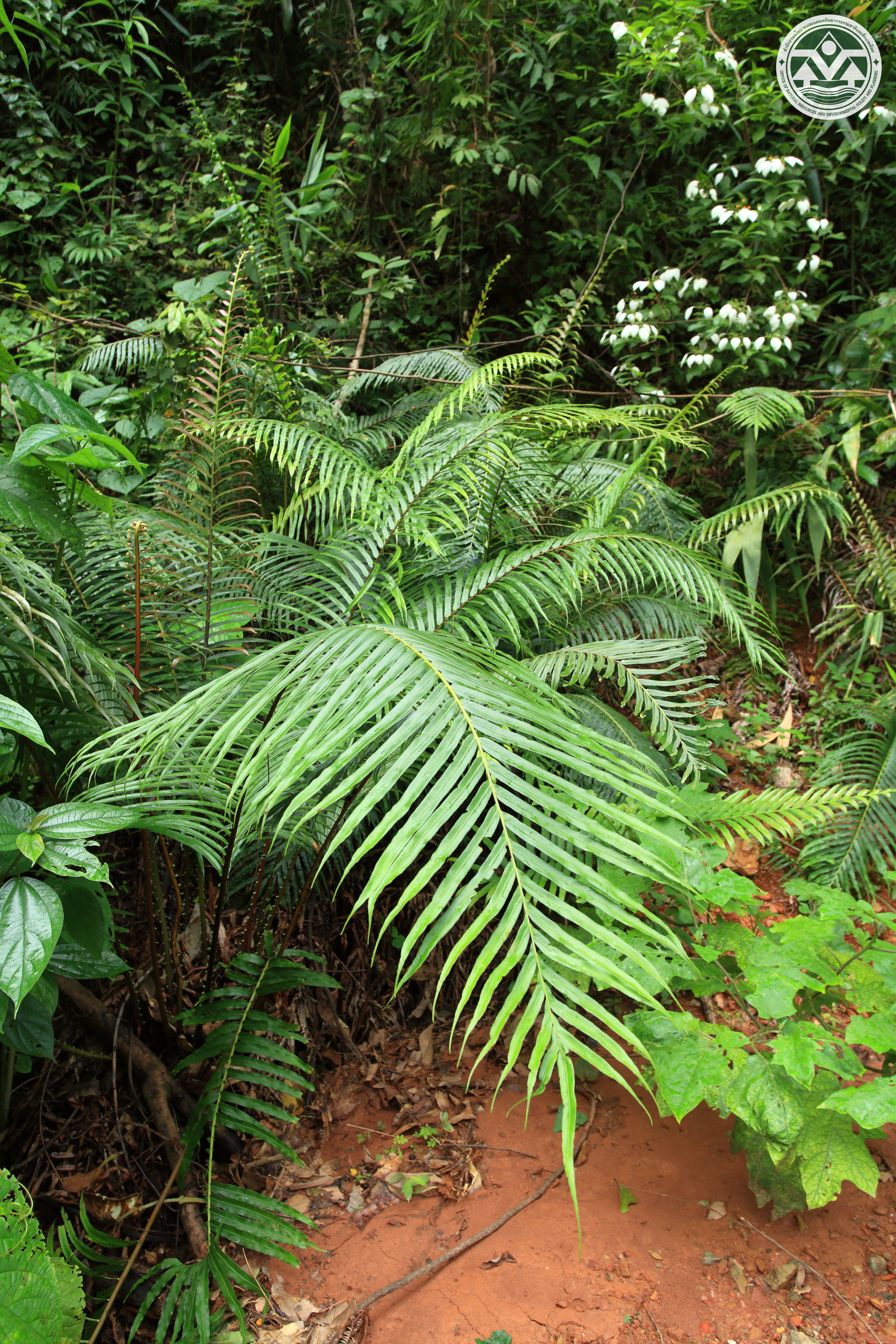 Blechnum orientale