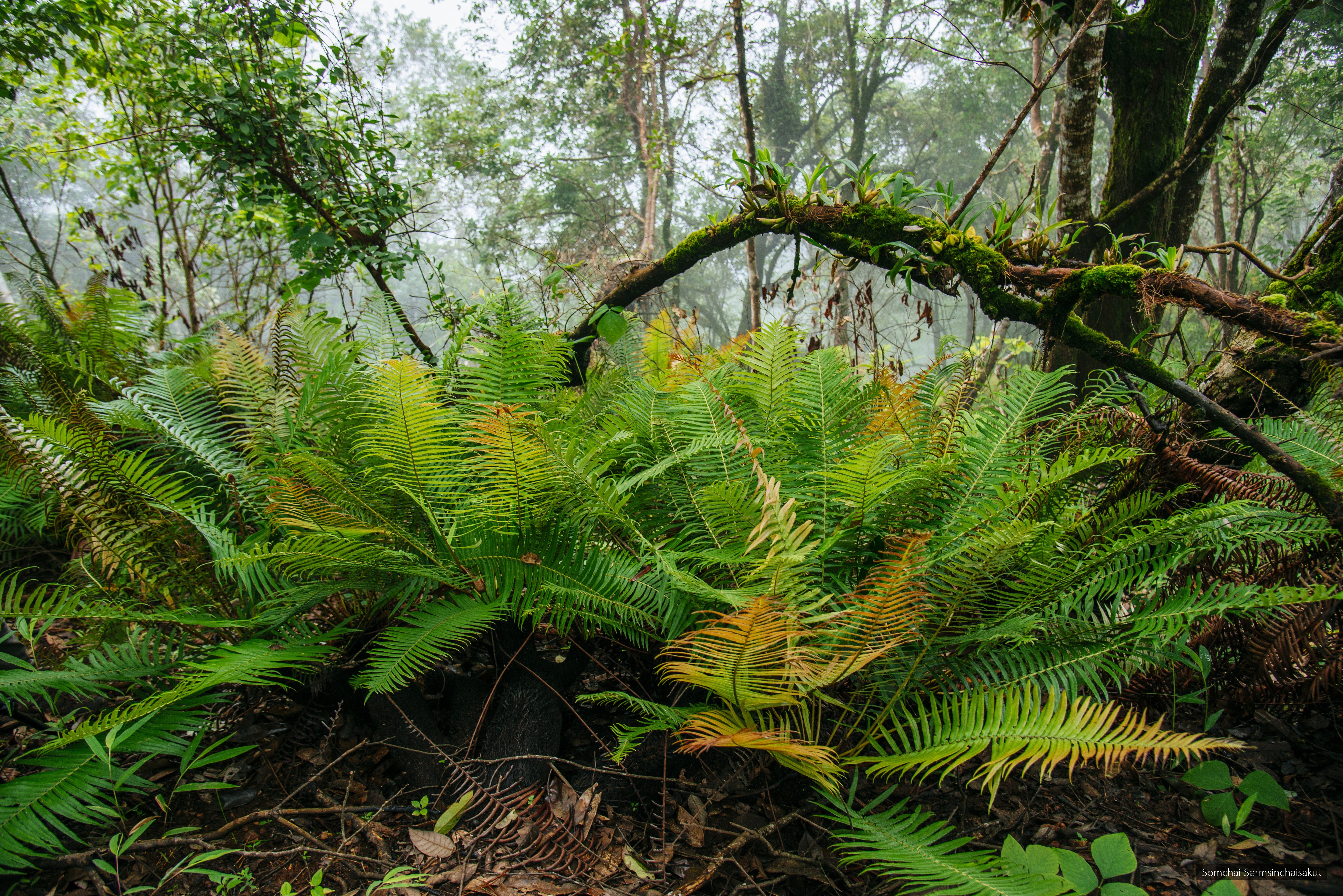 Brainea insignis