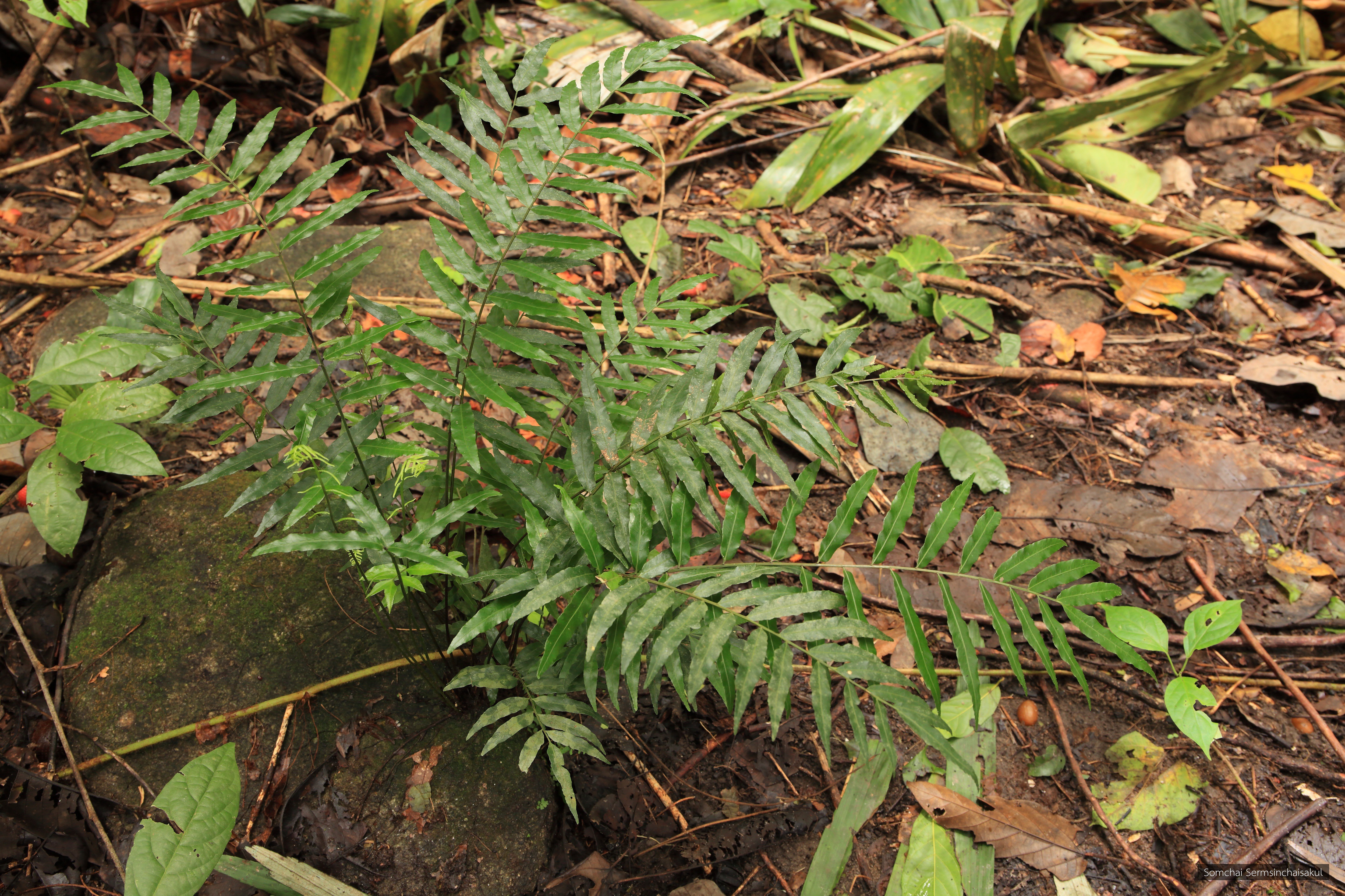Bolbitis copelandii