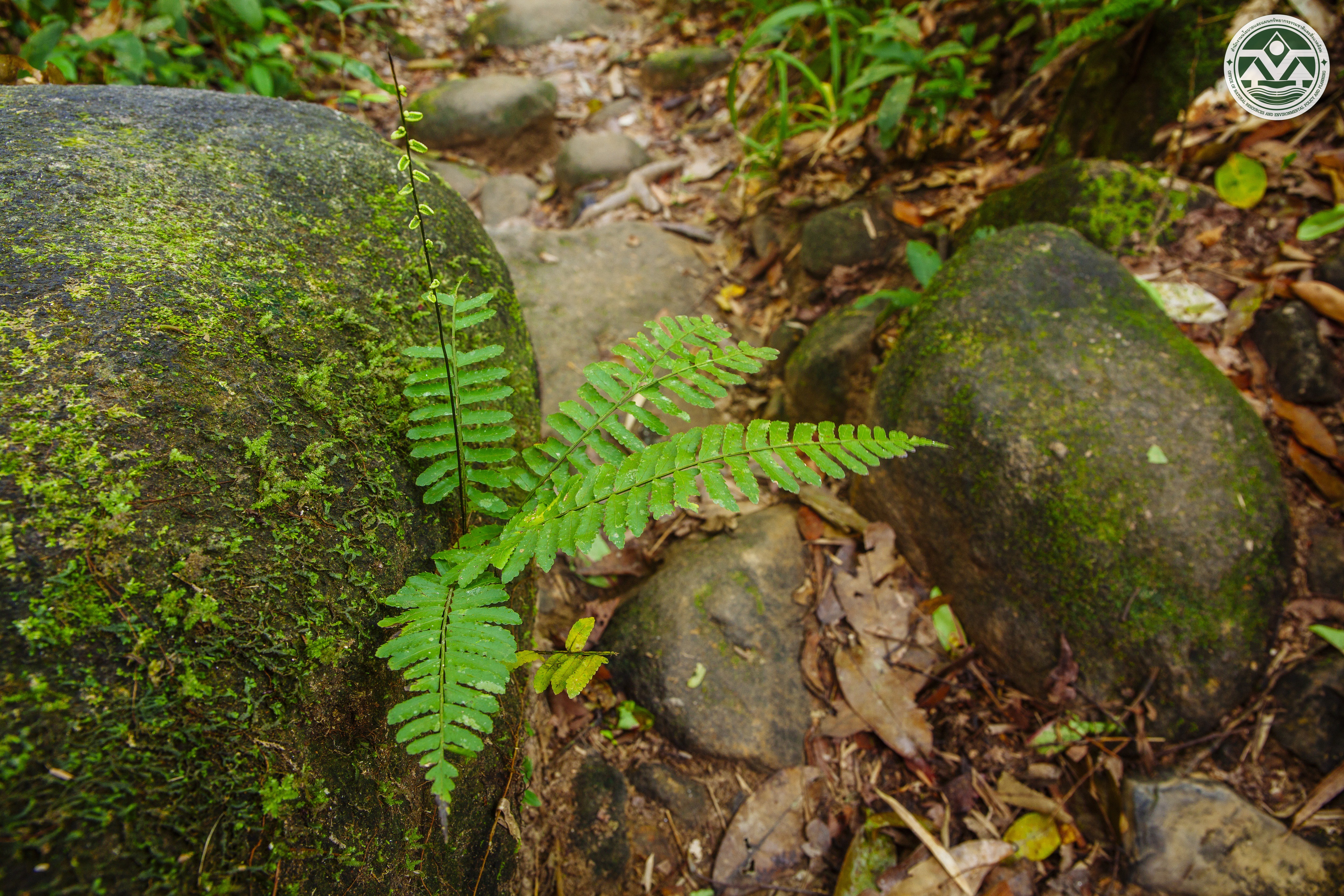 Bolbitis appendiculata