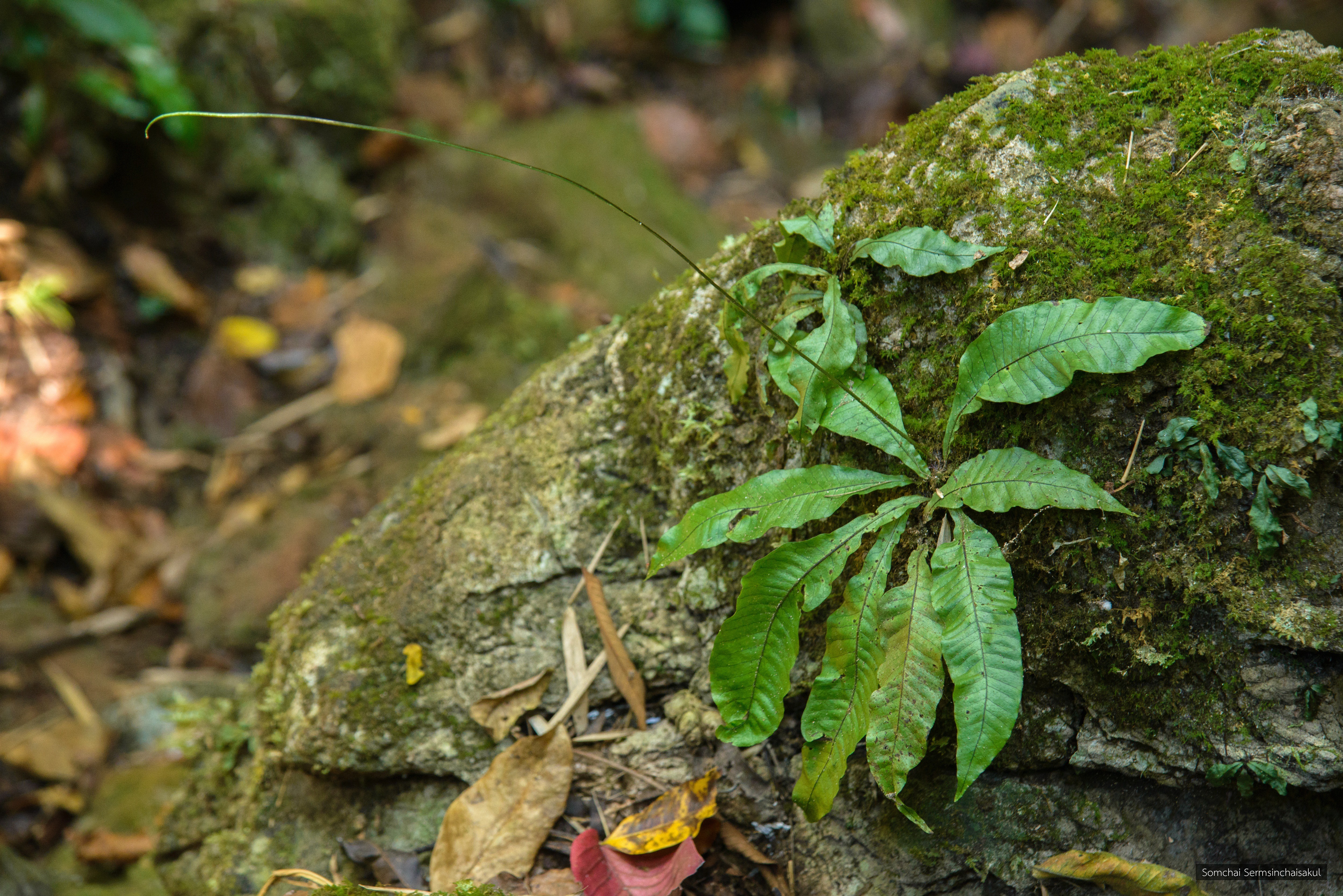 Leptochilus decurrens