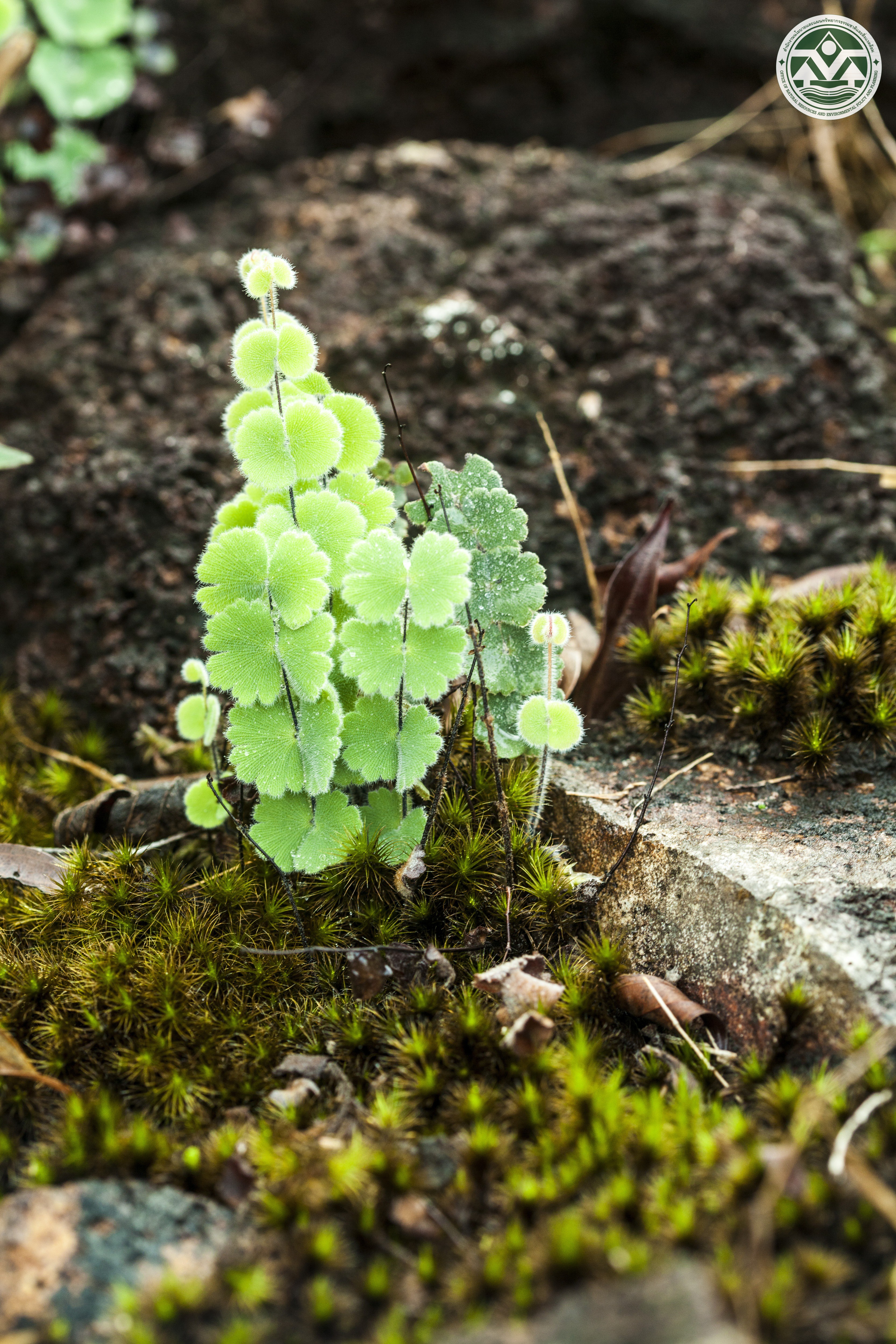 Adiantum thongthamii