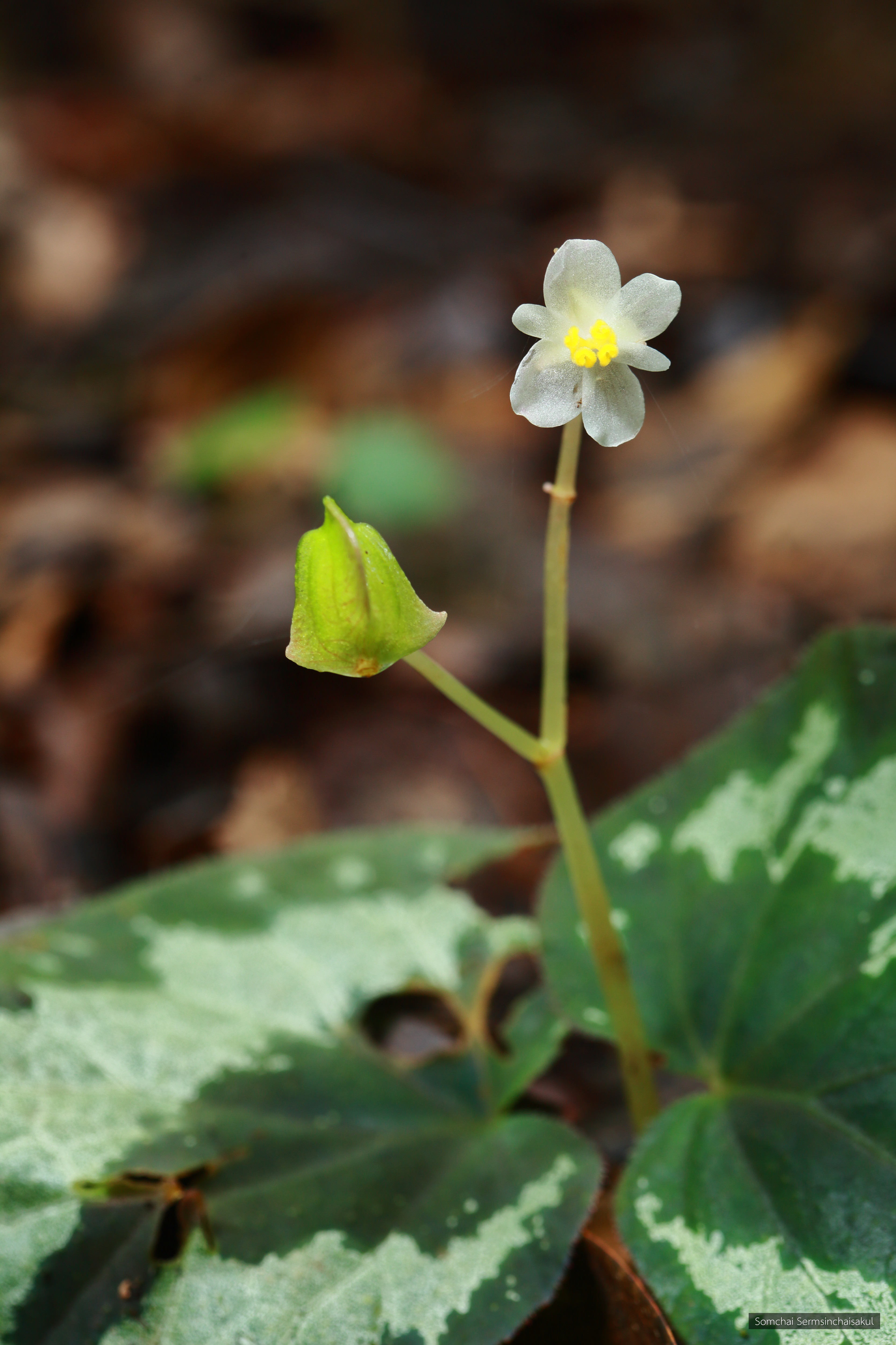 Begonia integrifolia