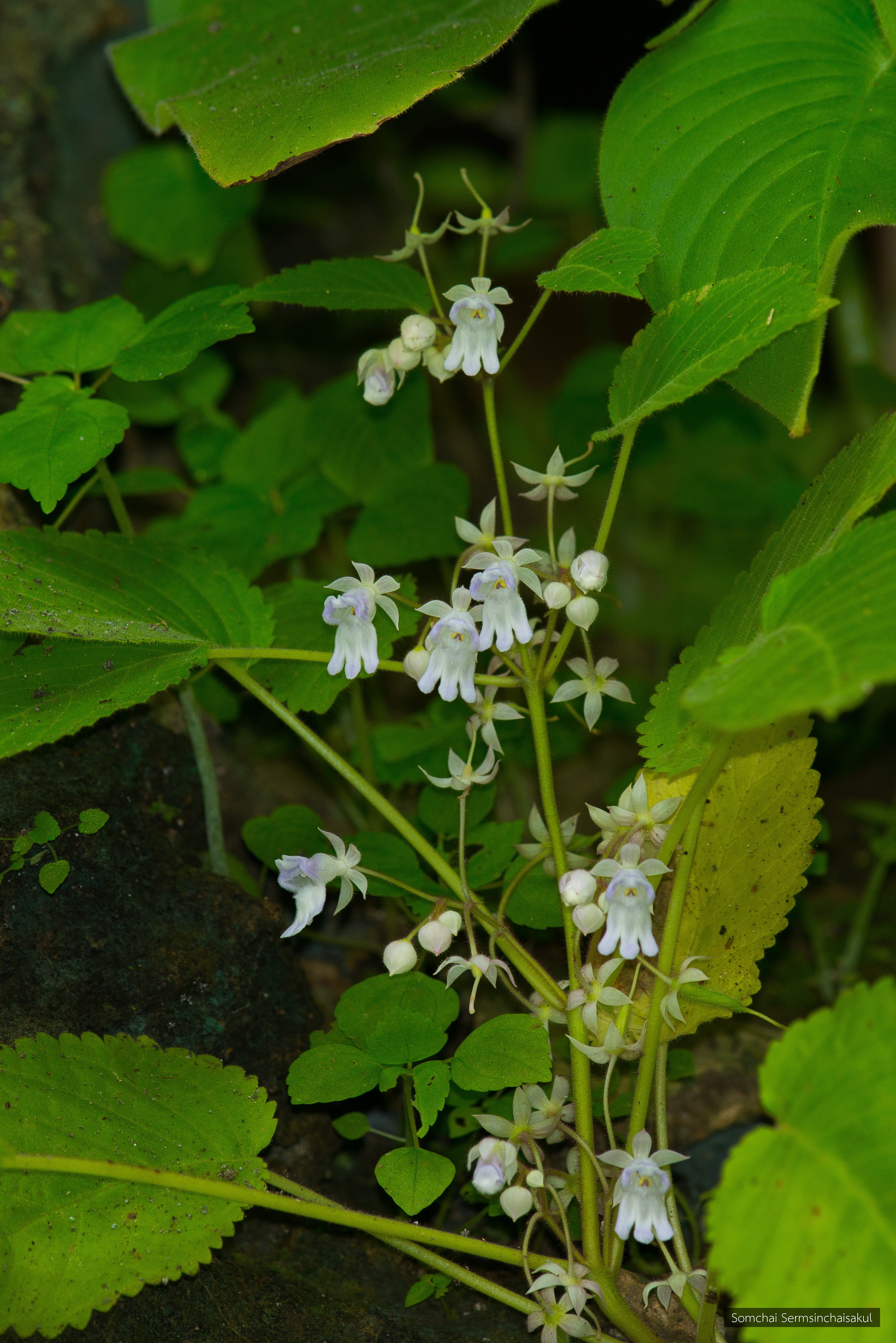 Ornithoboea puglisiae