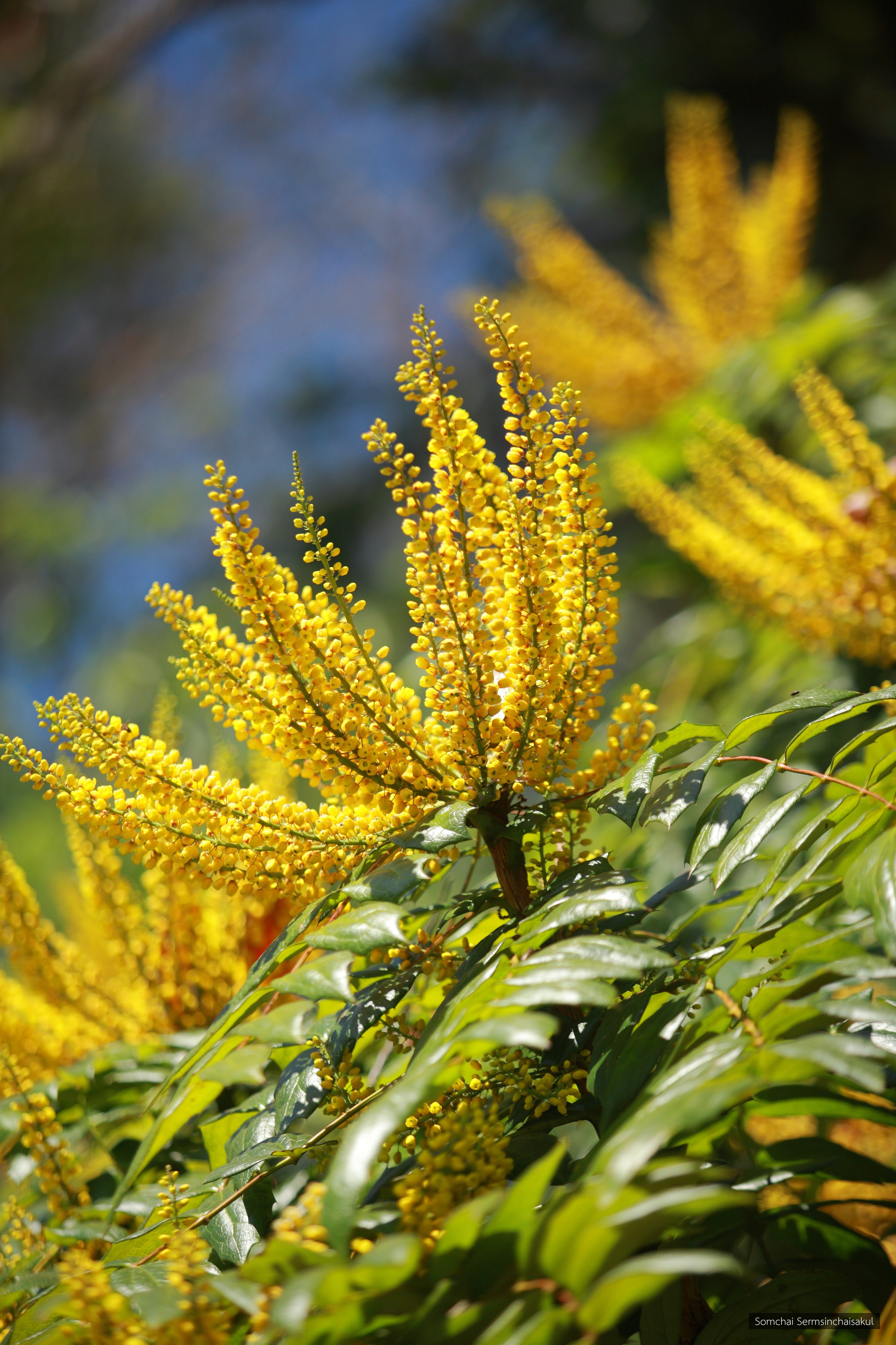 Mahonia napaulensis