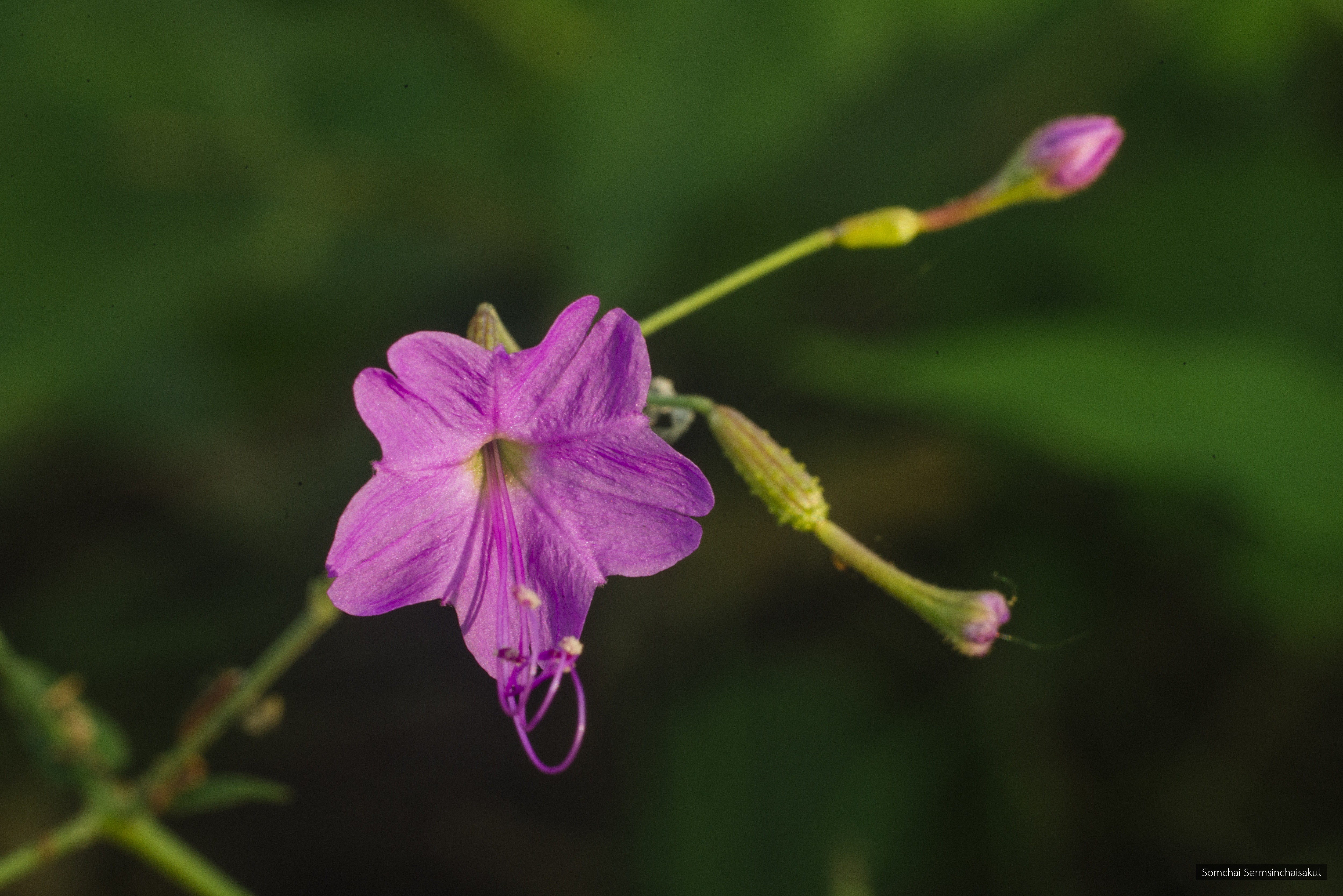Commicarpus chinensis
