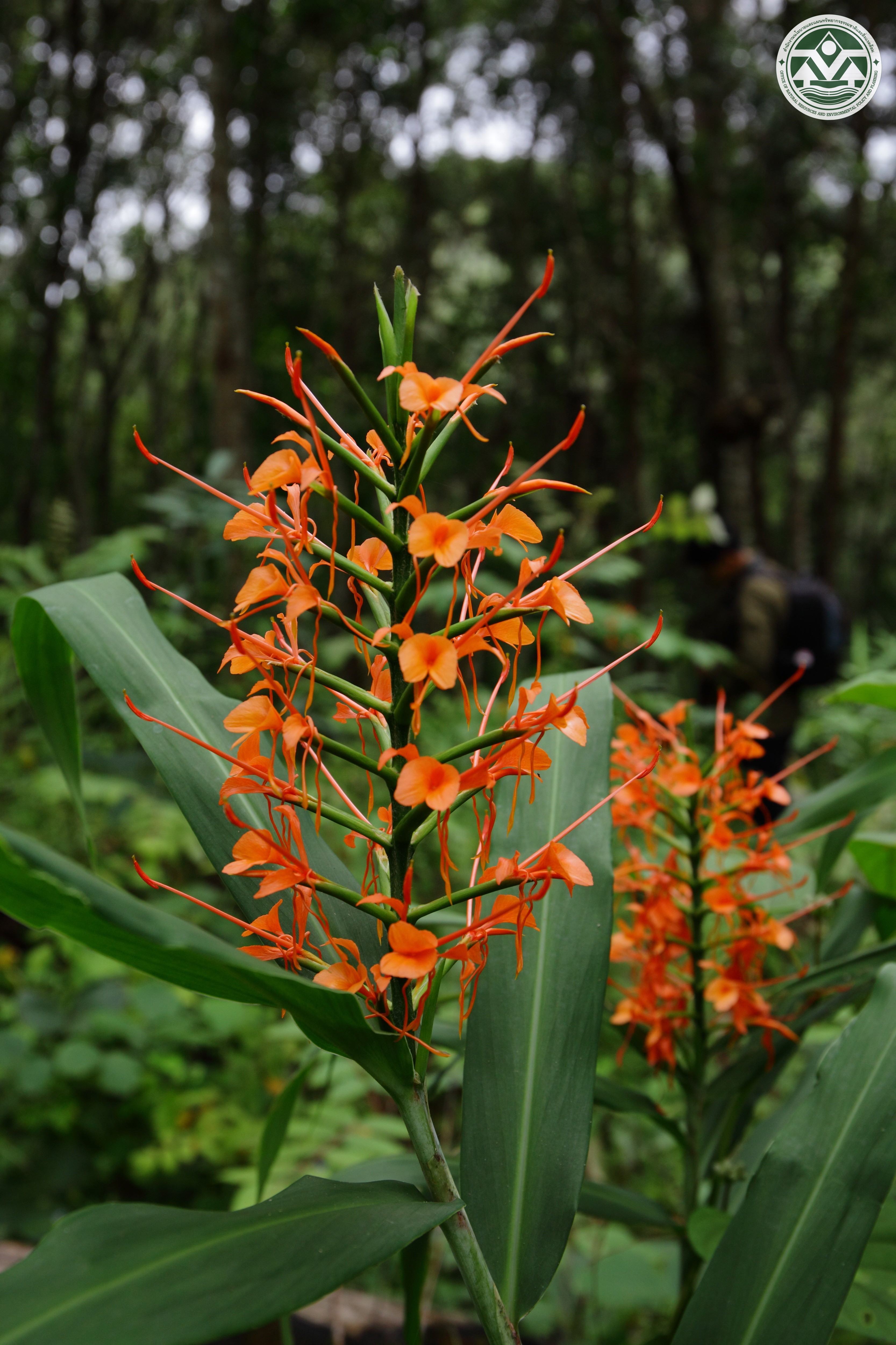 Hedychium coccineum