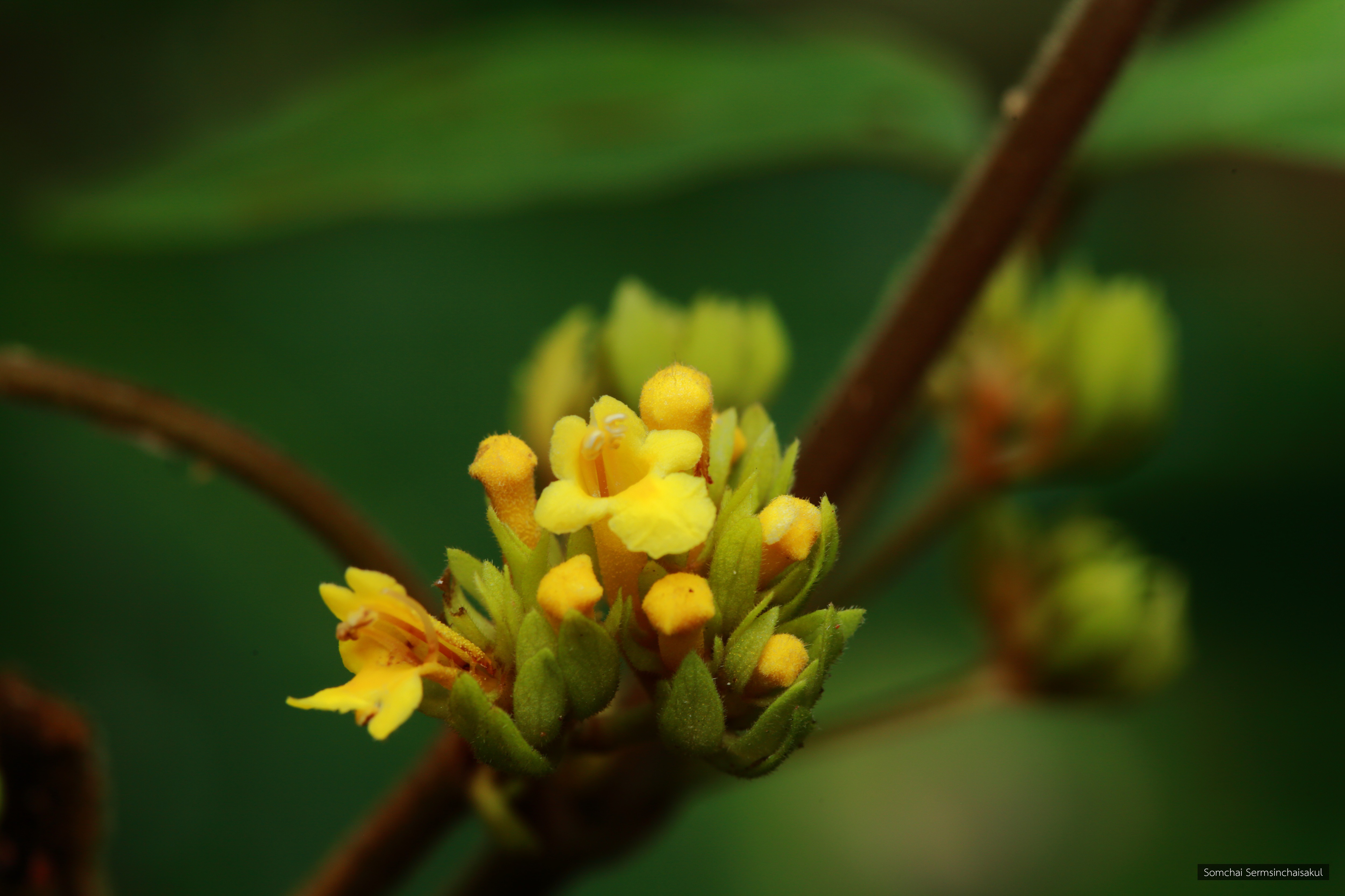 Vitex longisepala