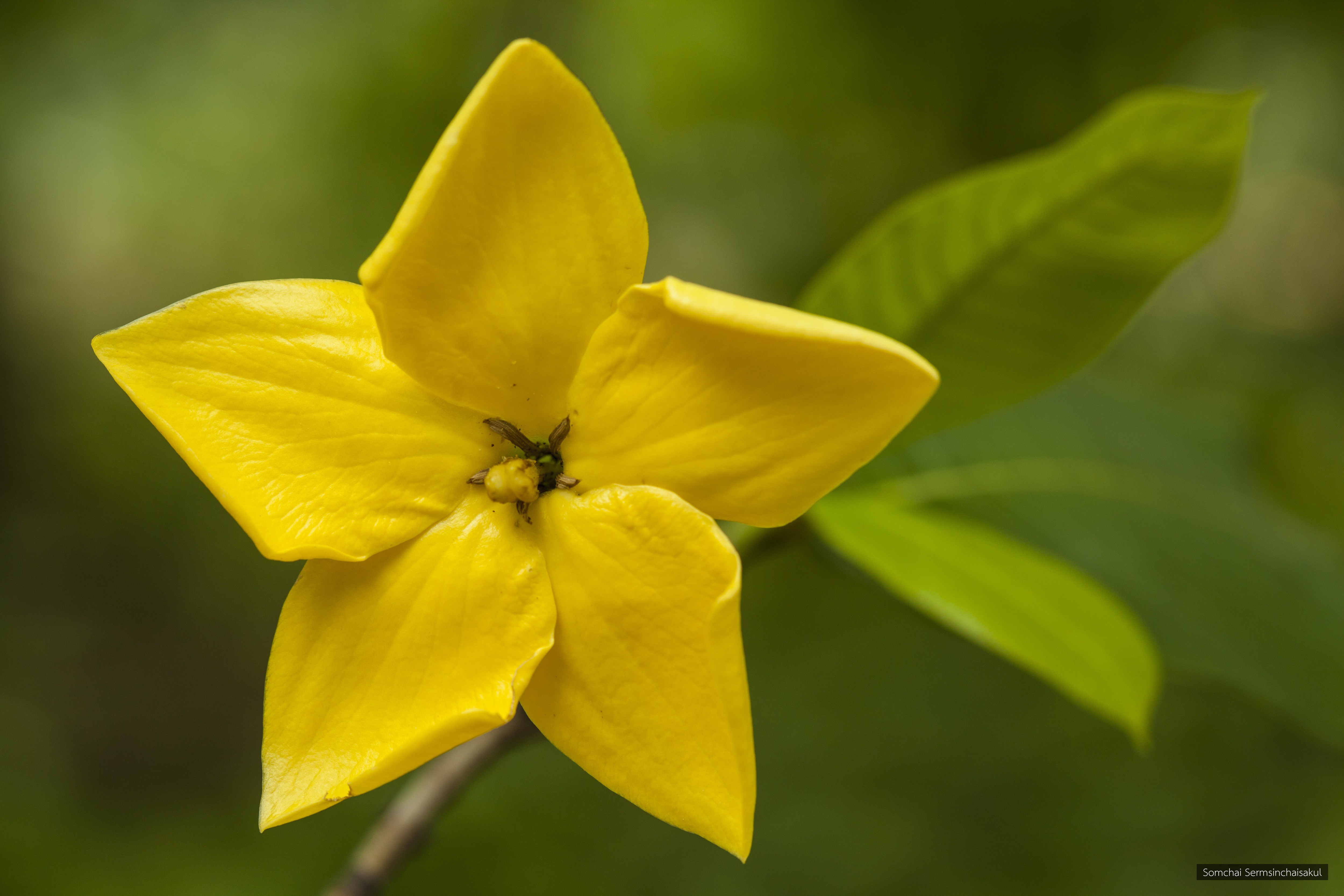 Gardenia sootepensis