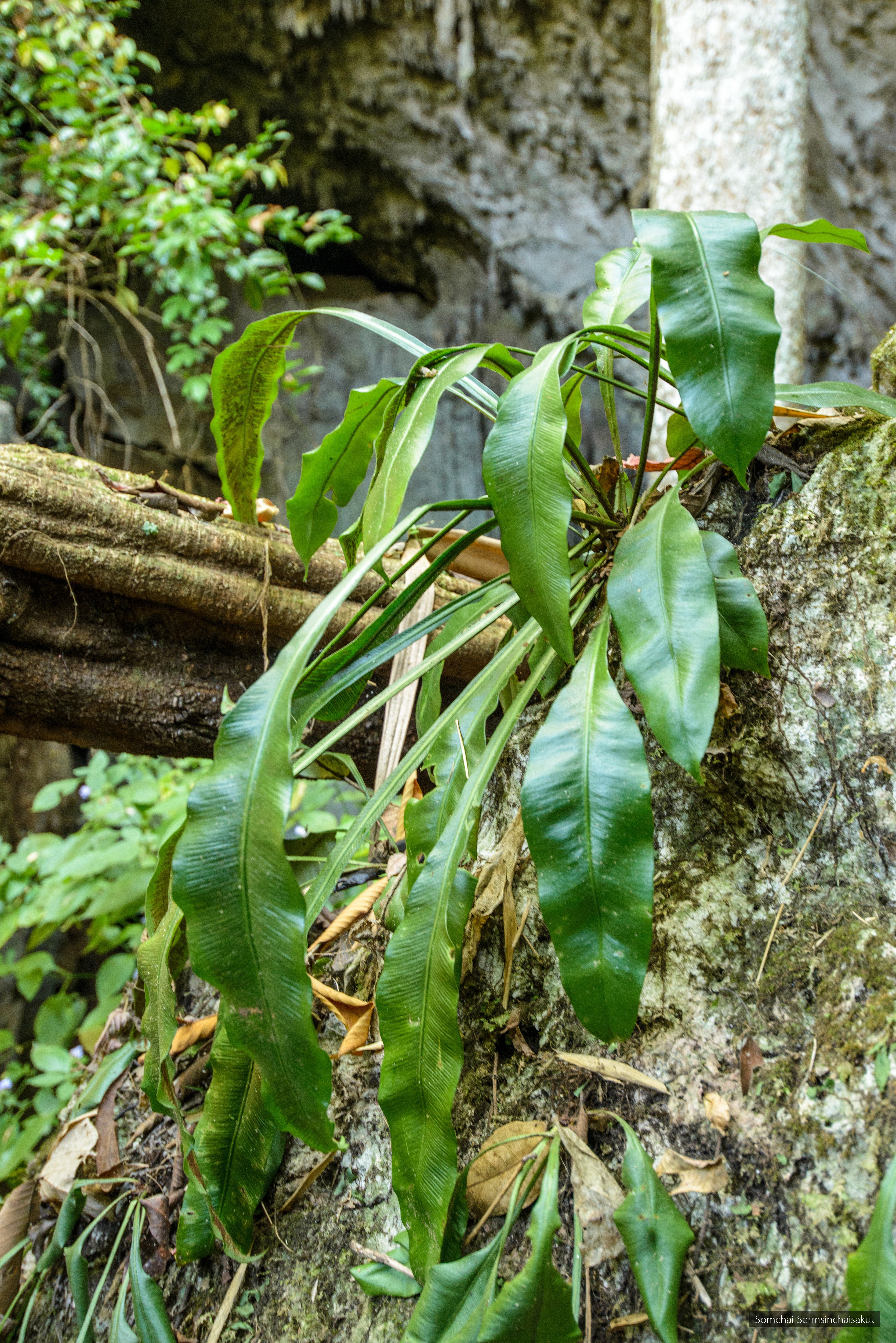 Asplenium grevillei