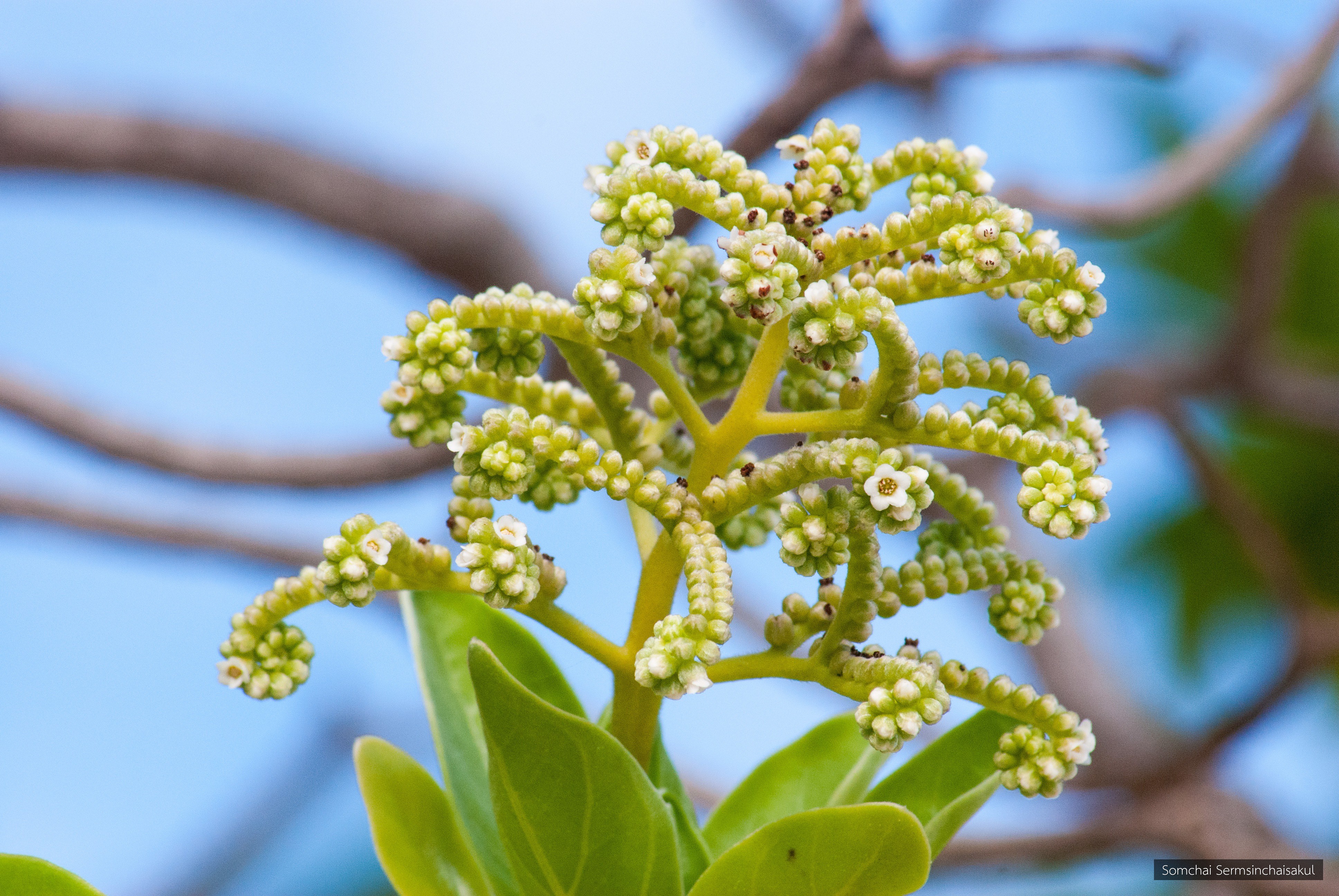 Heliotropium foertherianum