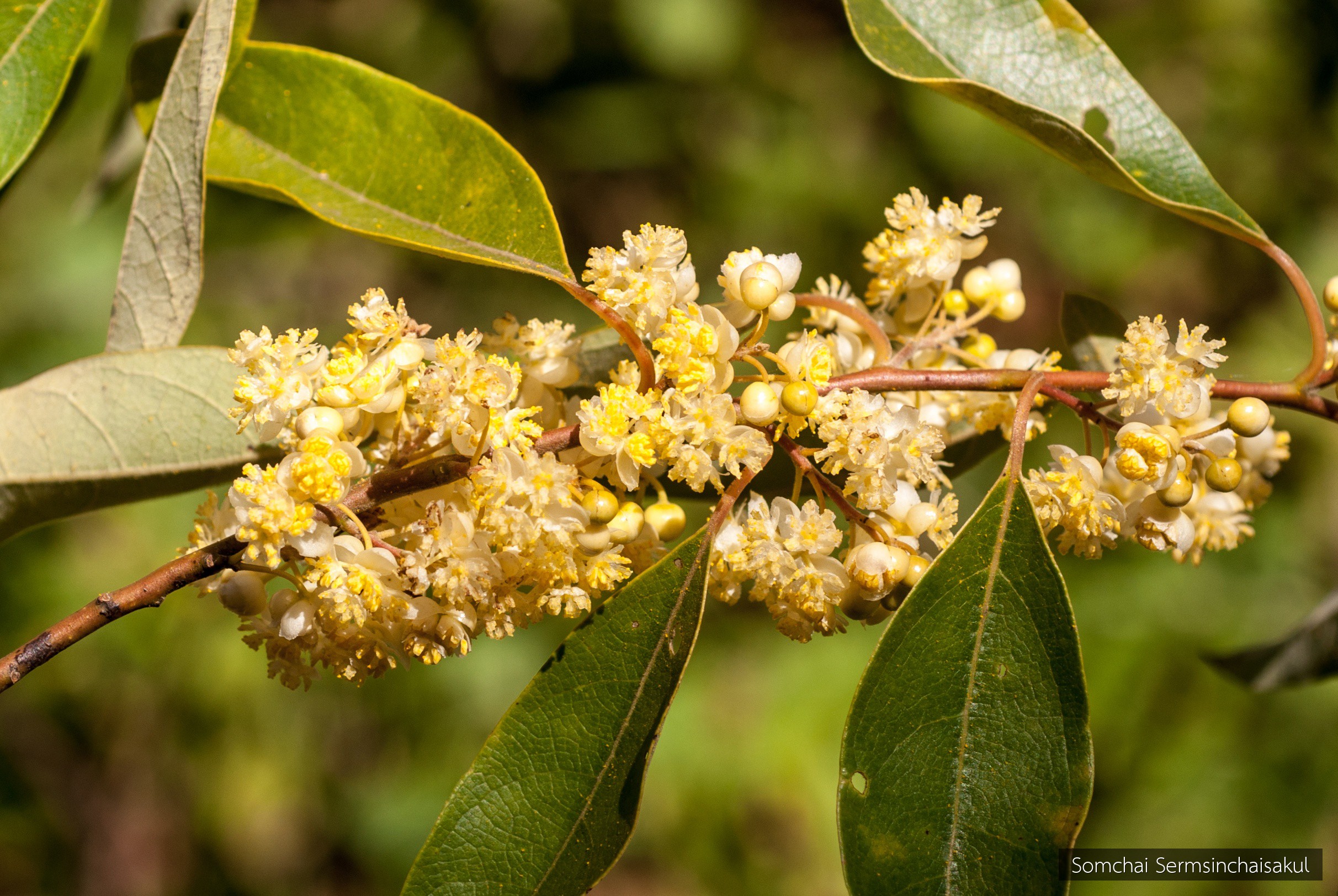 Litsea cubeba