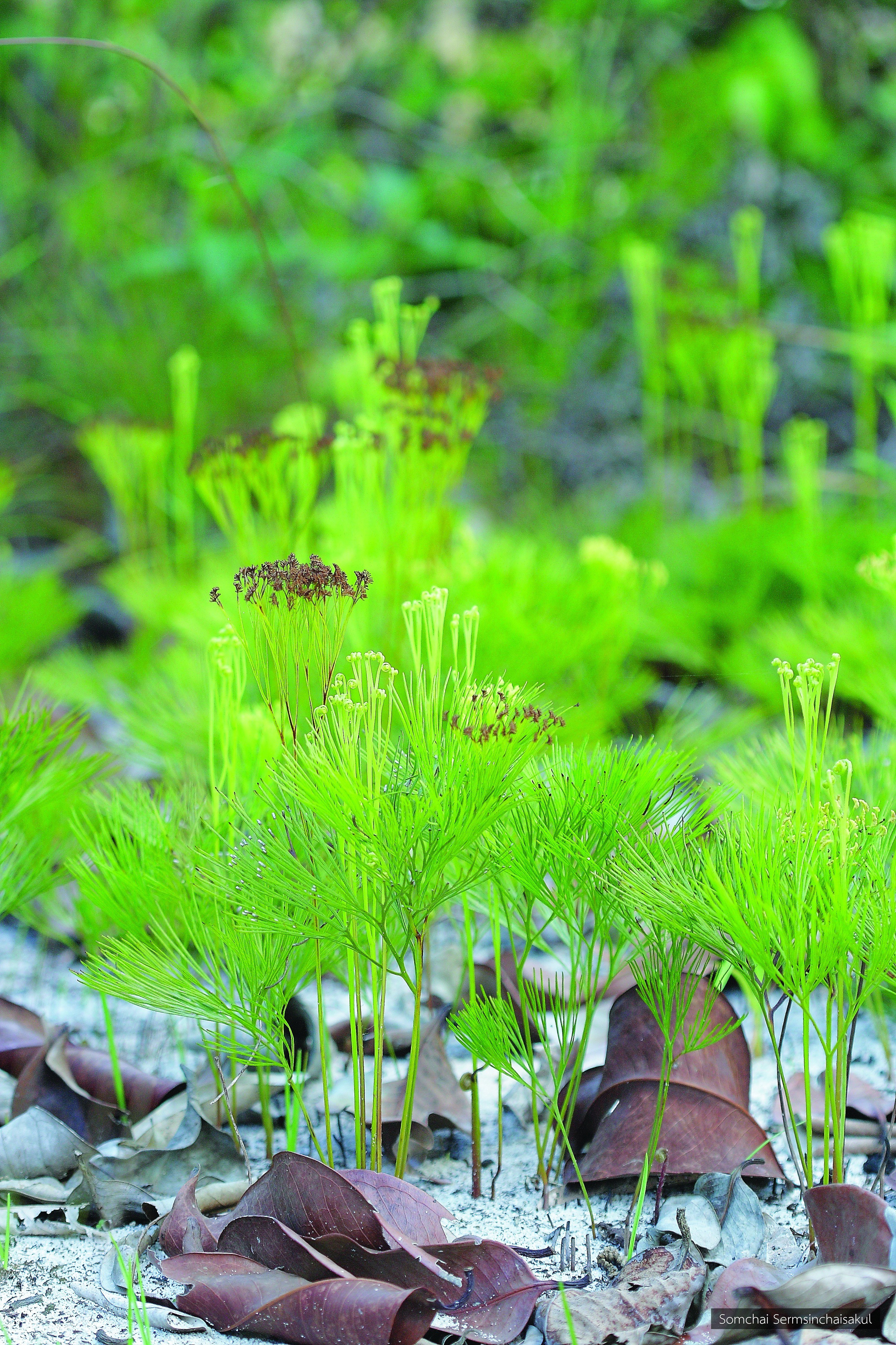 Schizaea dichotoma