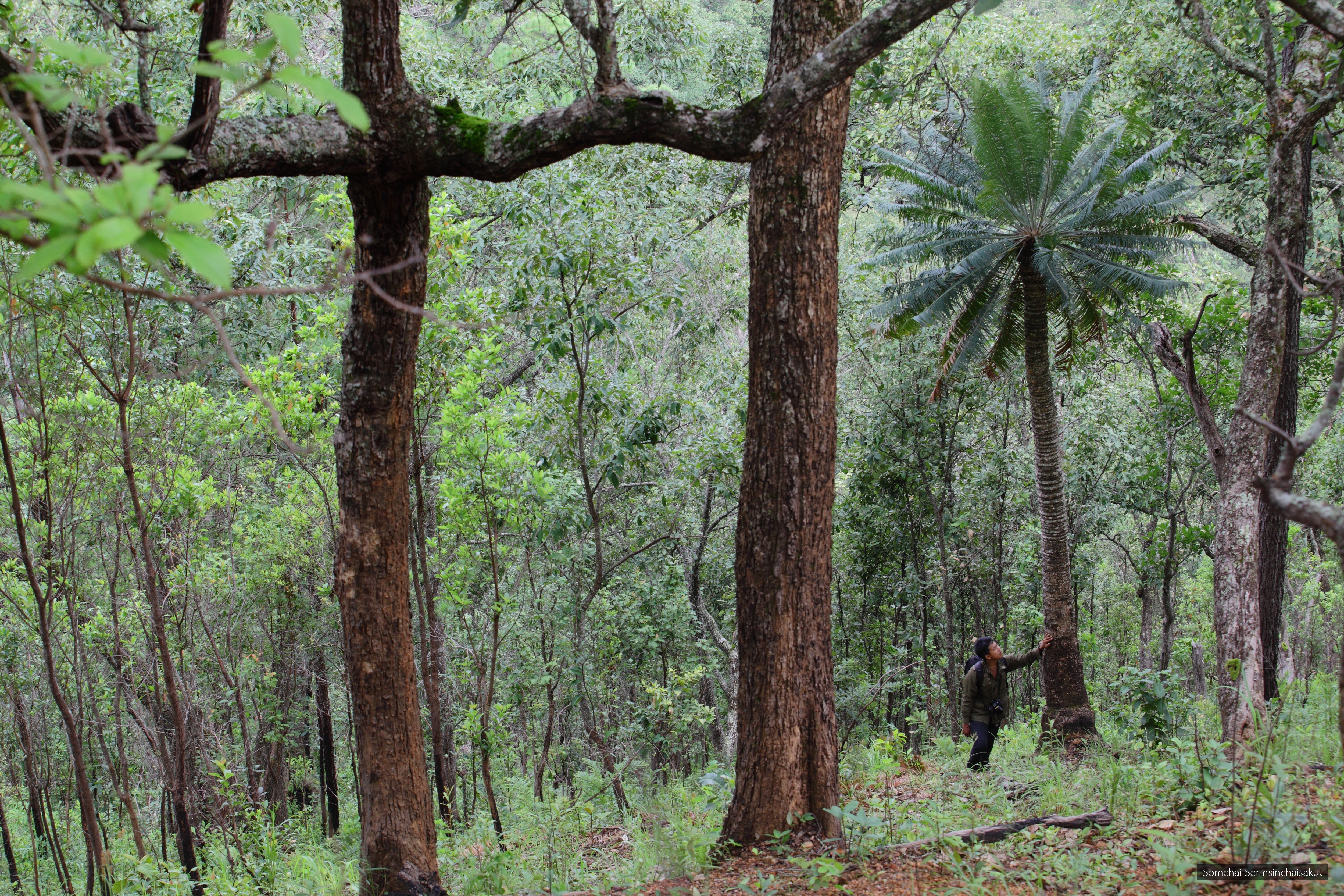 Cycas pectinata