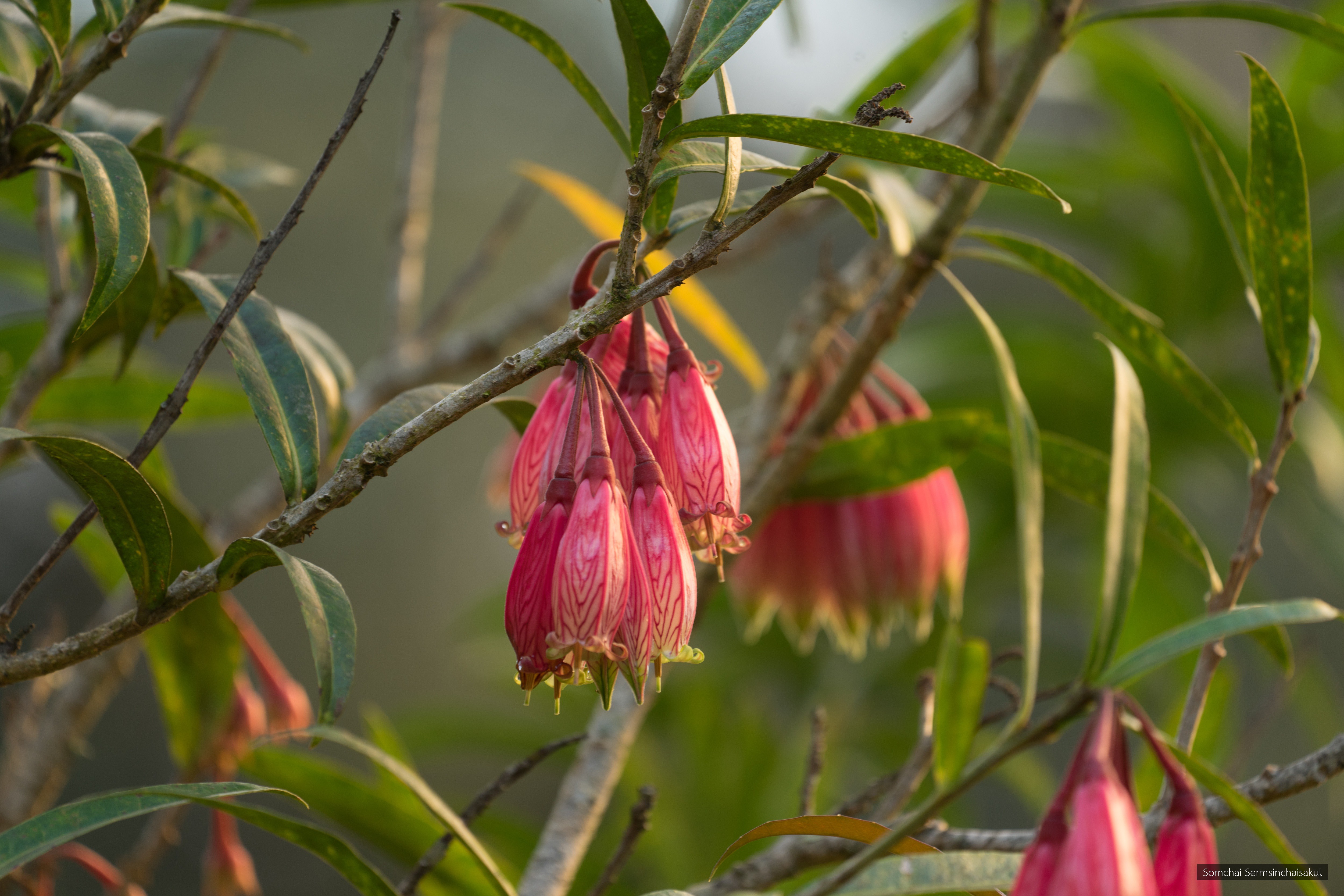 Agapetes megacarpa