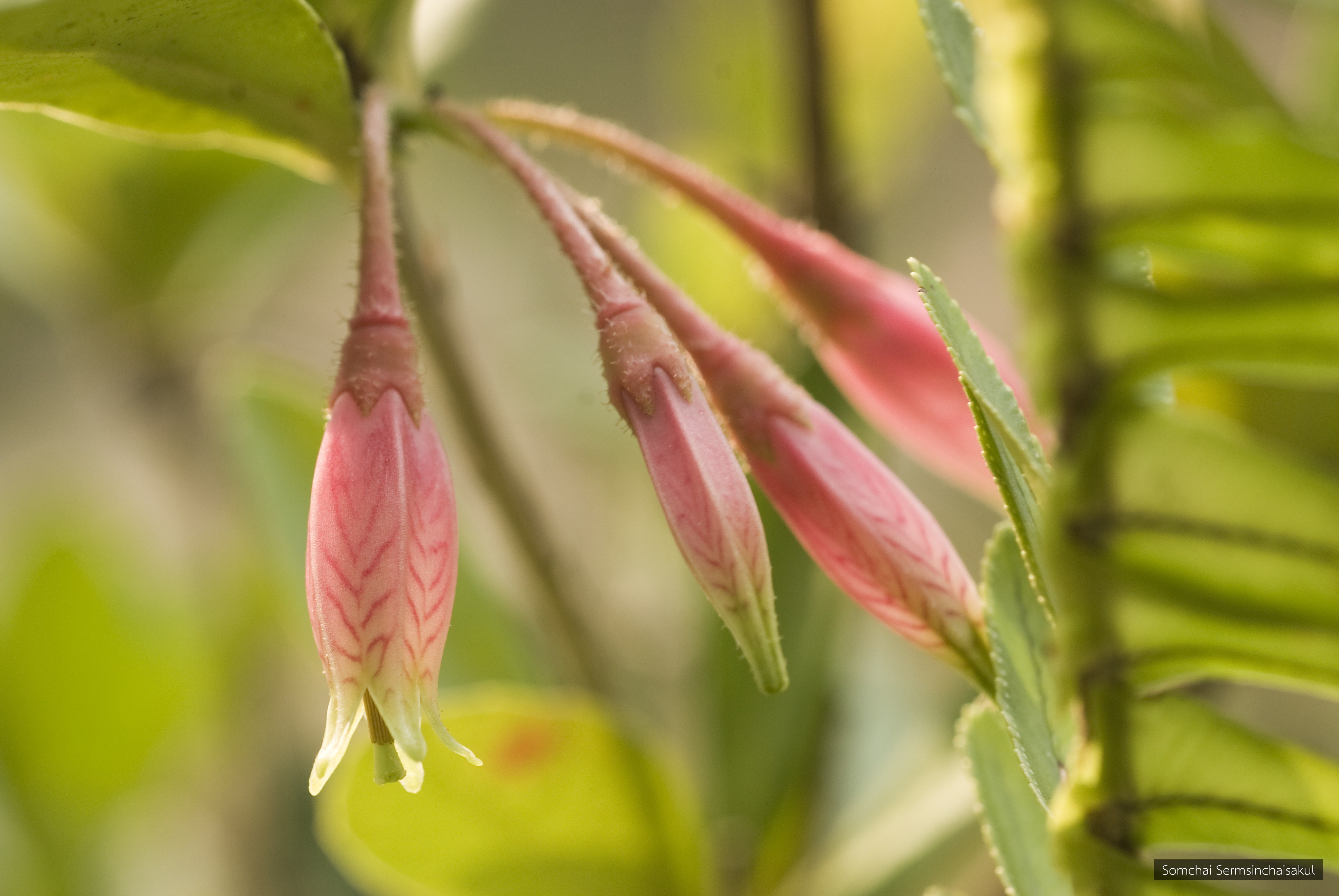 Agapetes variegata