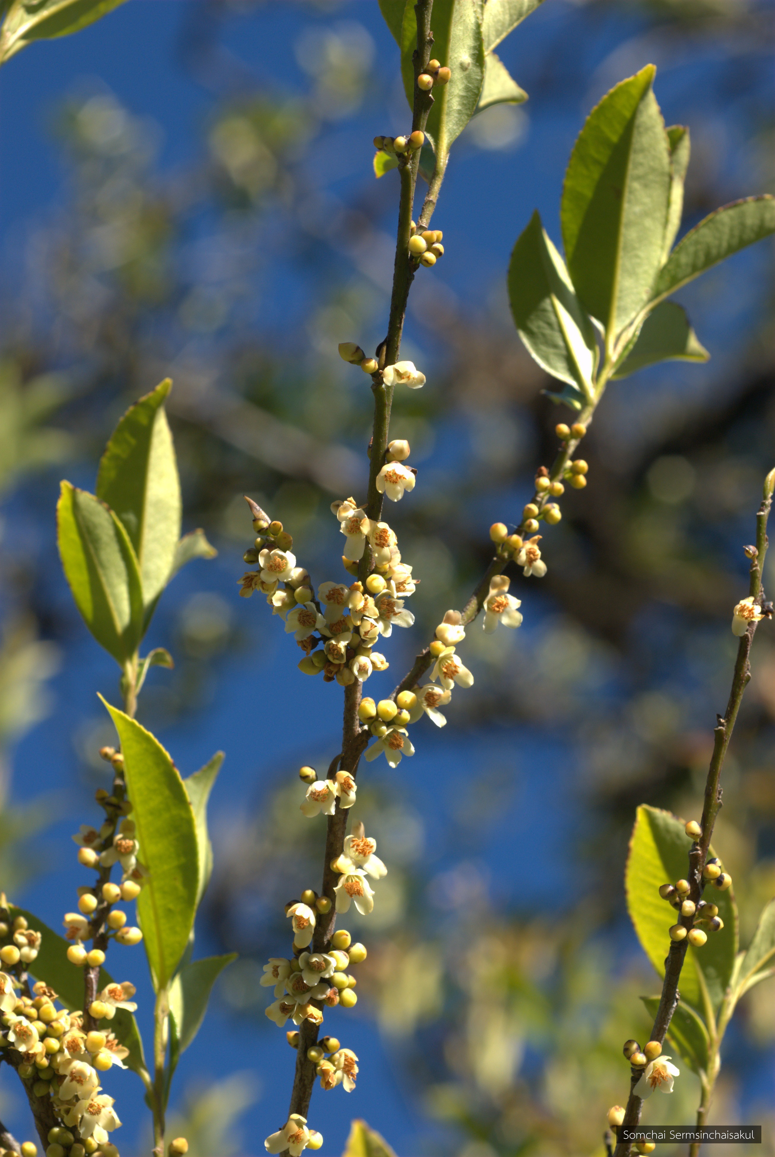 Eurya cerasifolia