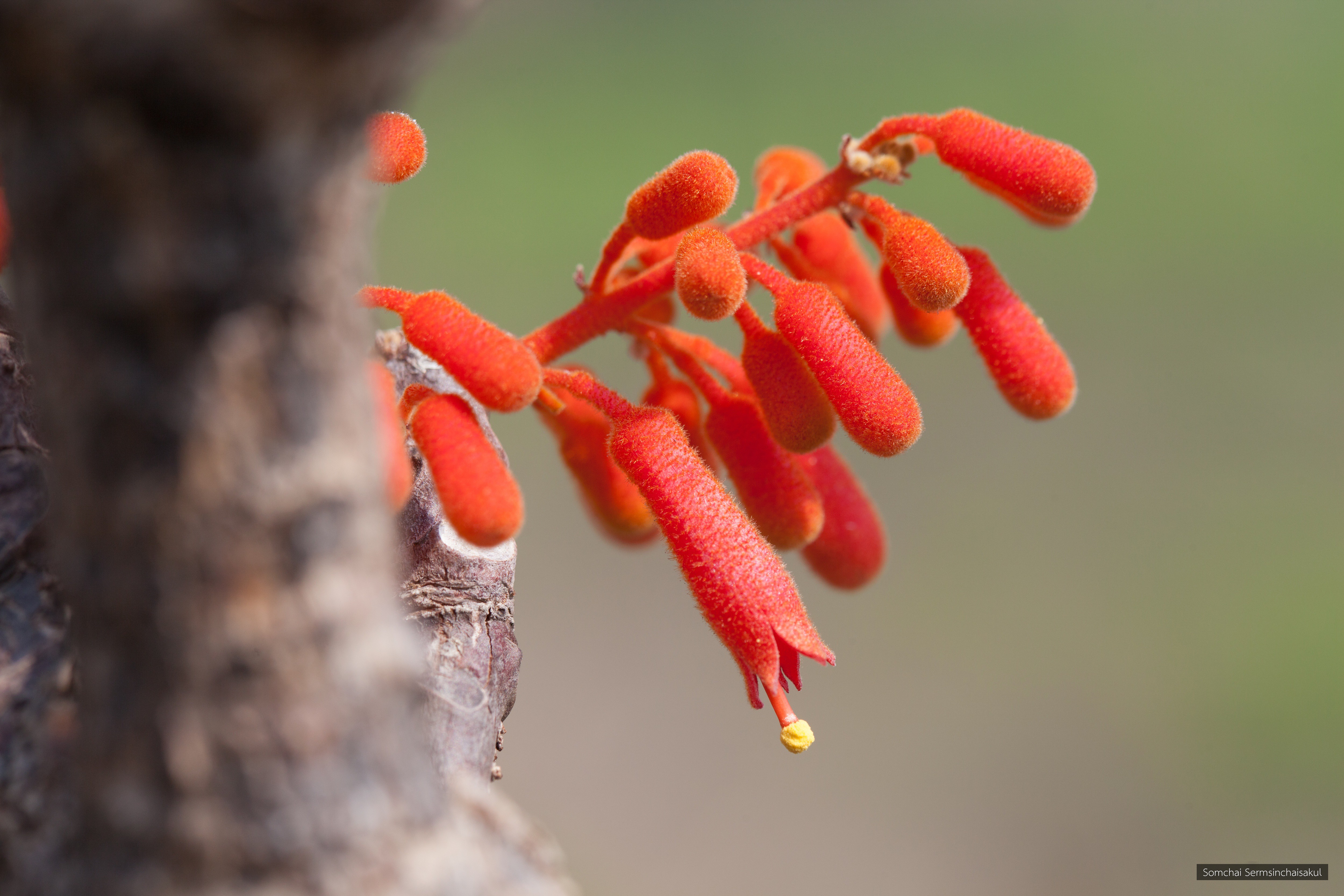 Firmiana colorata