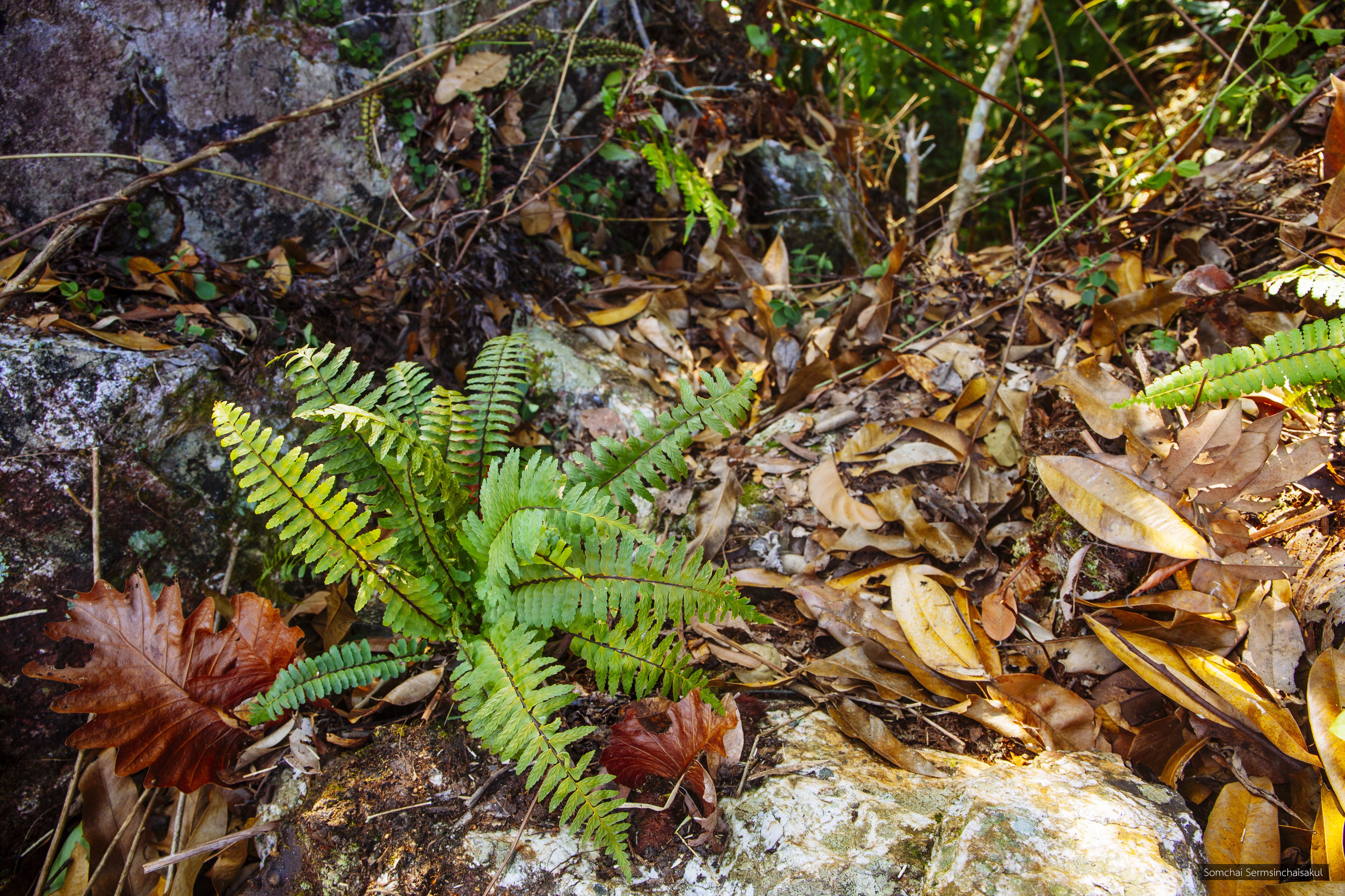 Hymenasplenium apogamum