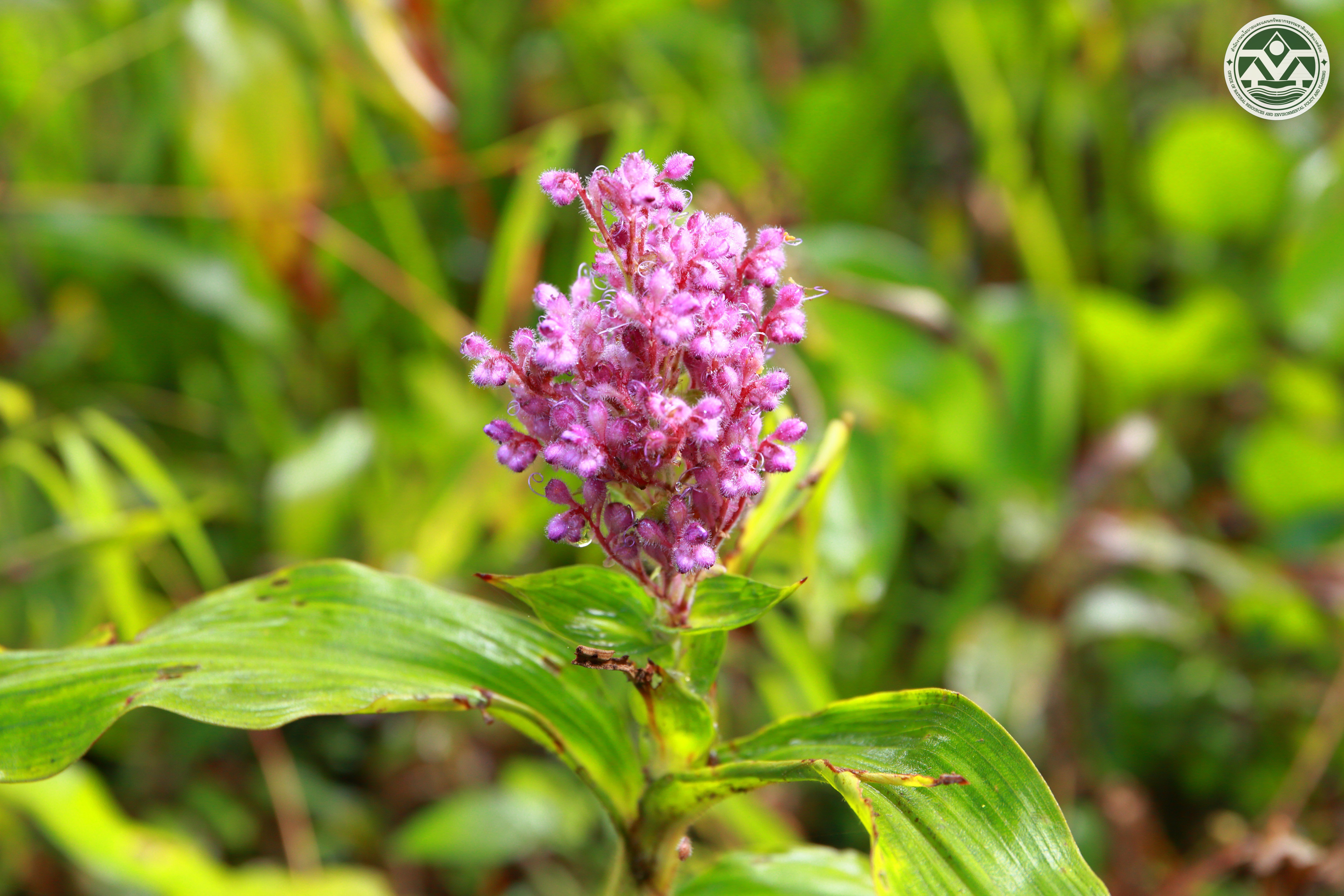 Floscopa scandens