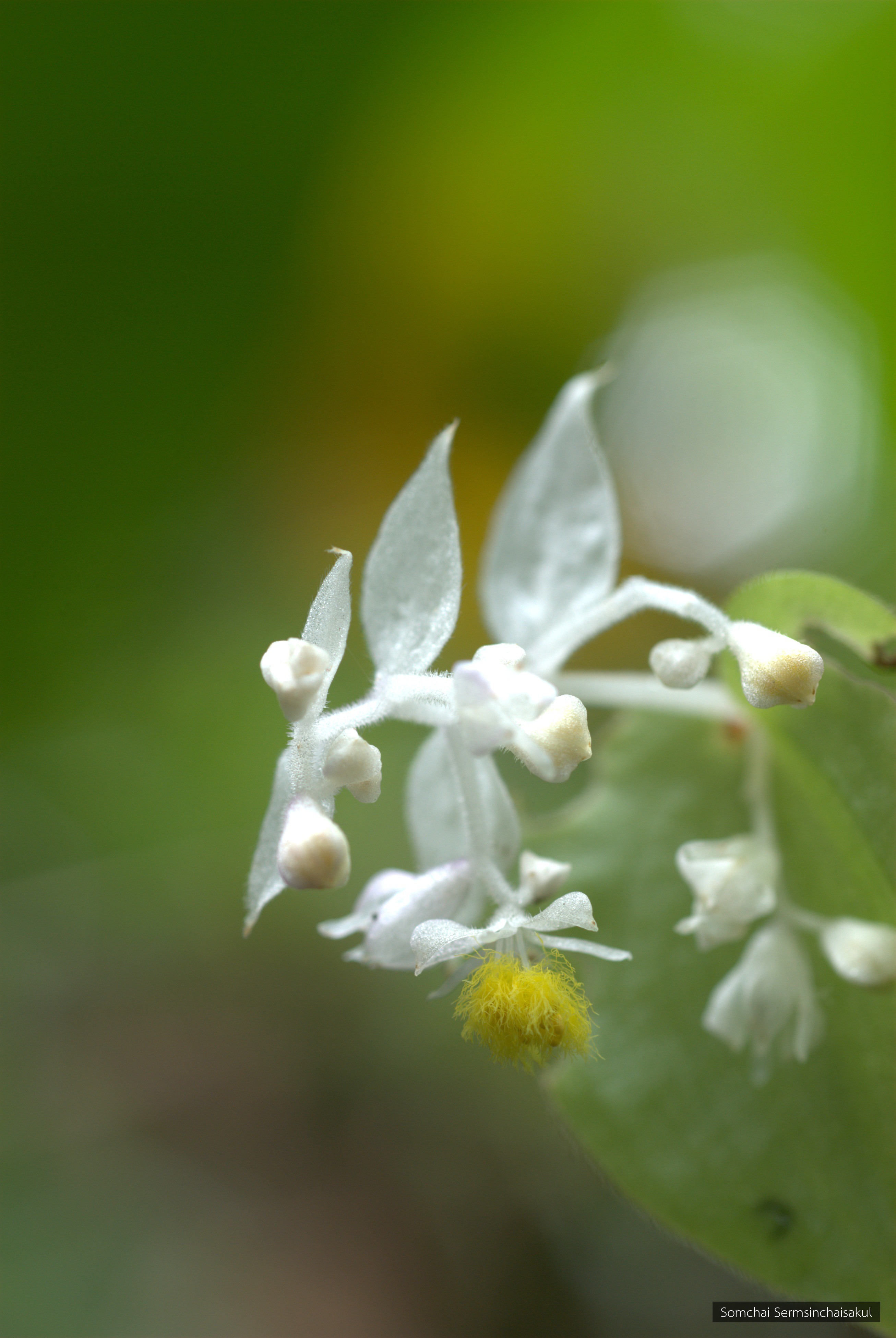 Streptolirion volubile