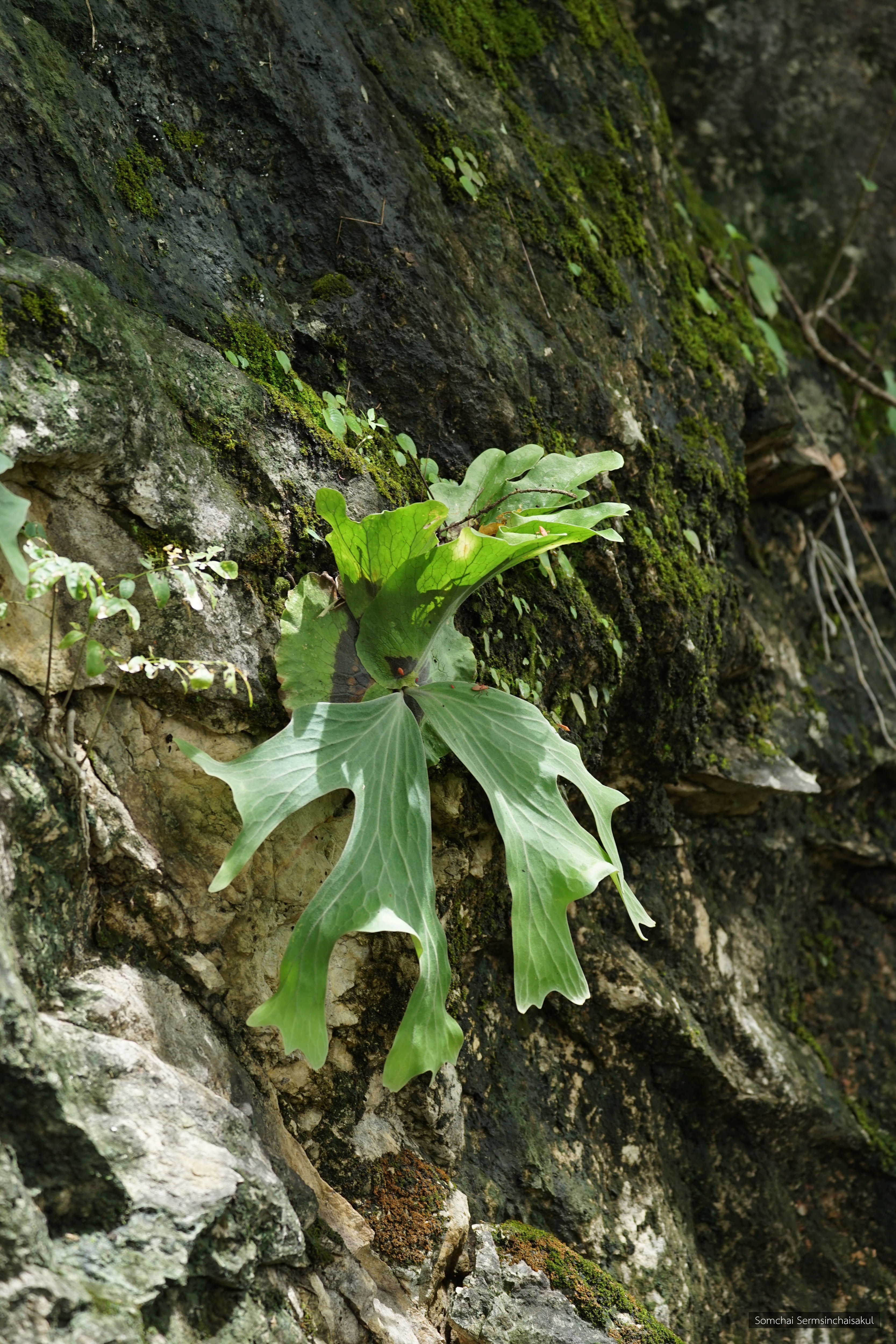 Platycerium wallichii