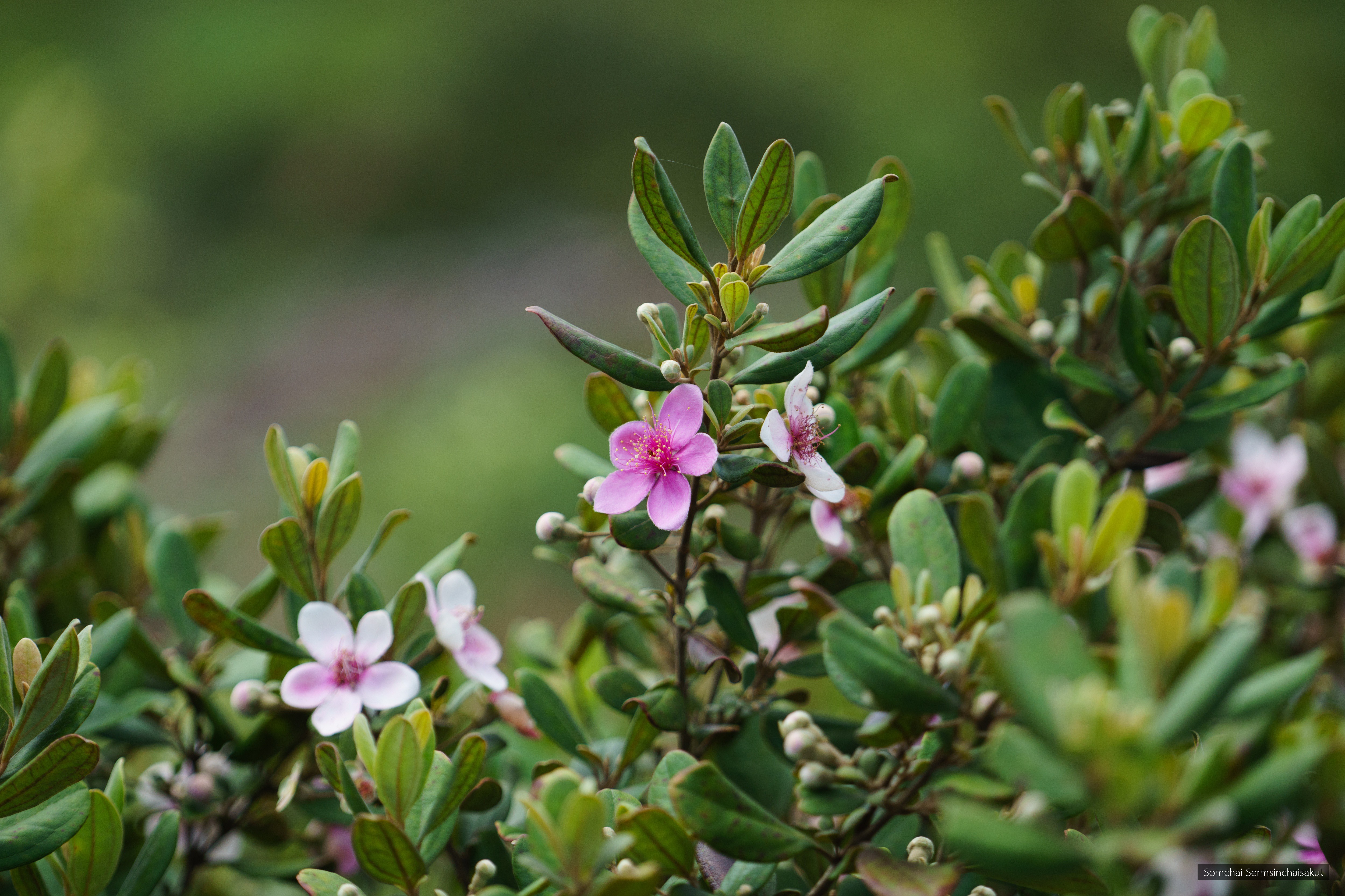 Rhodomyrtus tomentosa