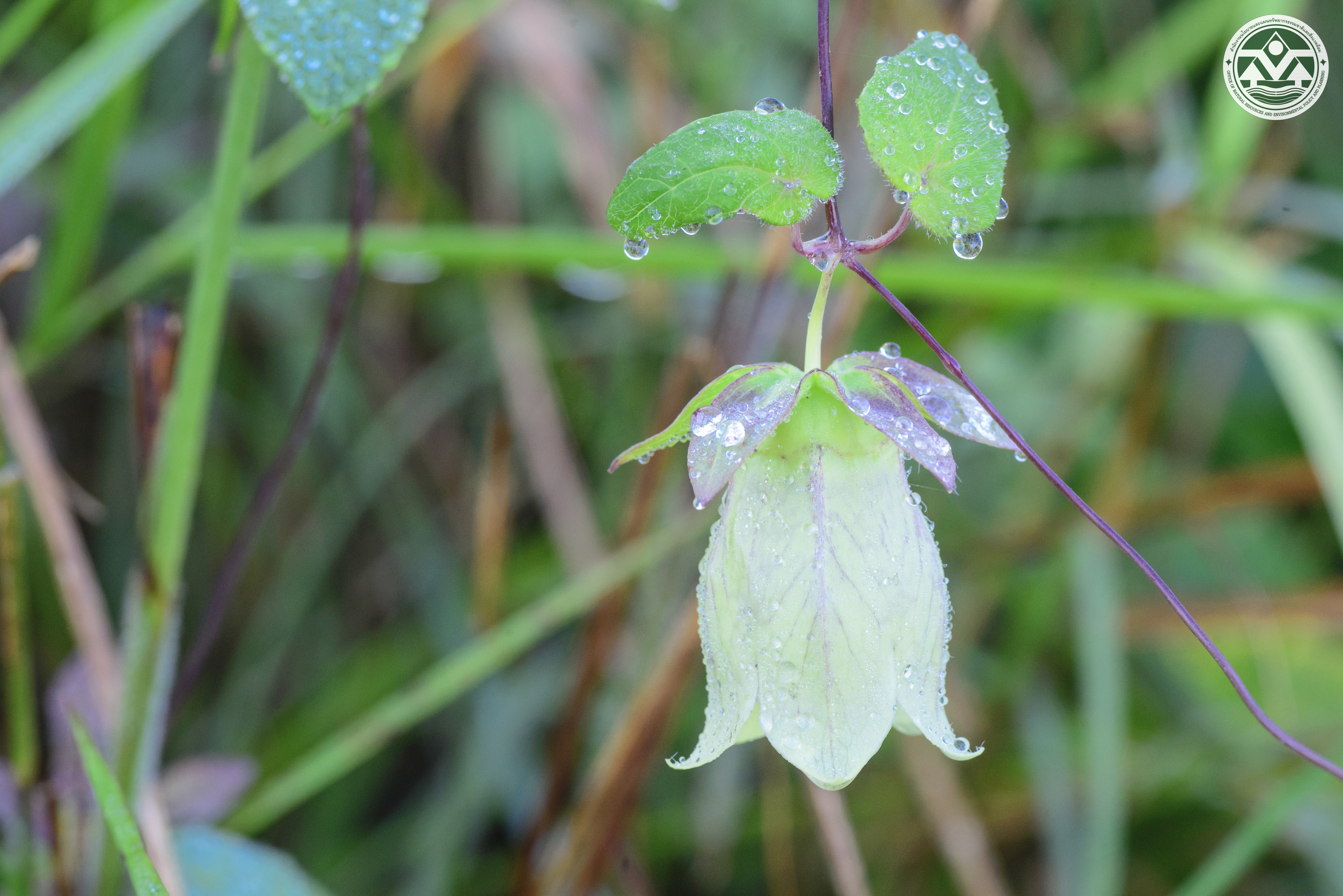 Campanumoea javanica