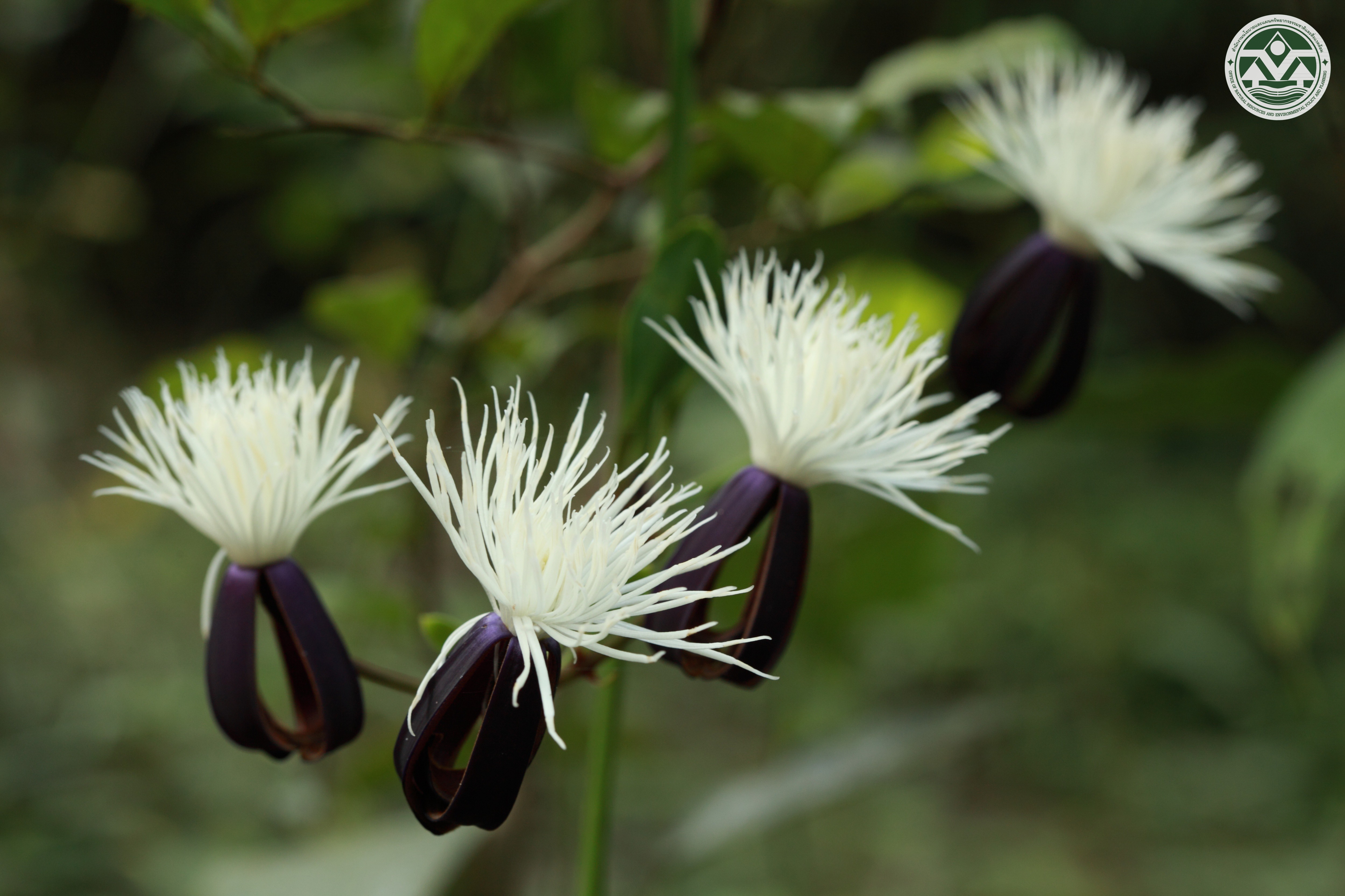 Clematis smilacifolia