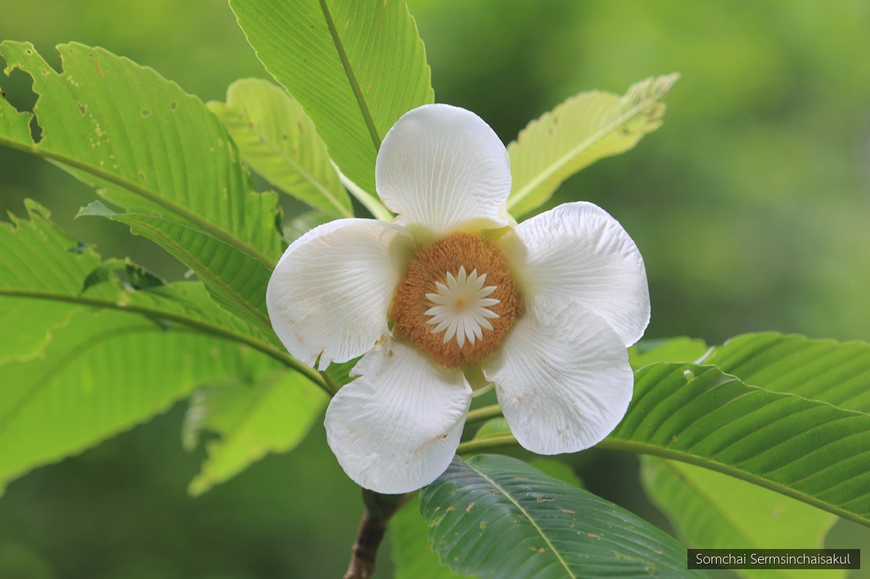 Dillenia indica