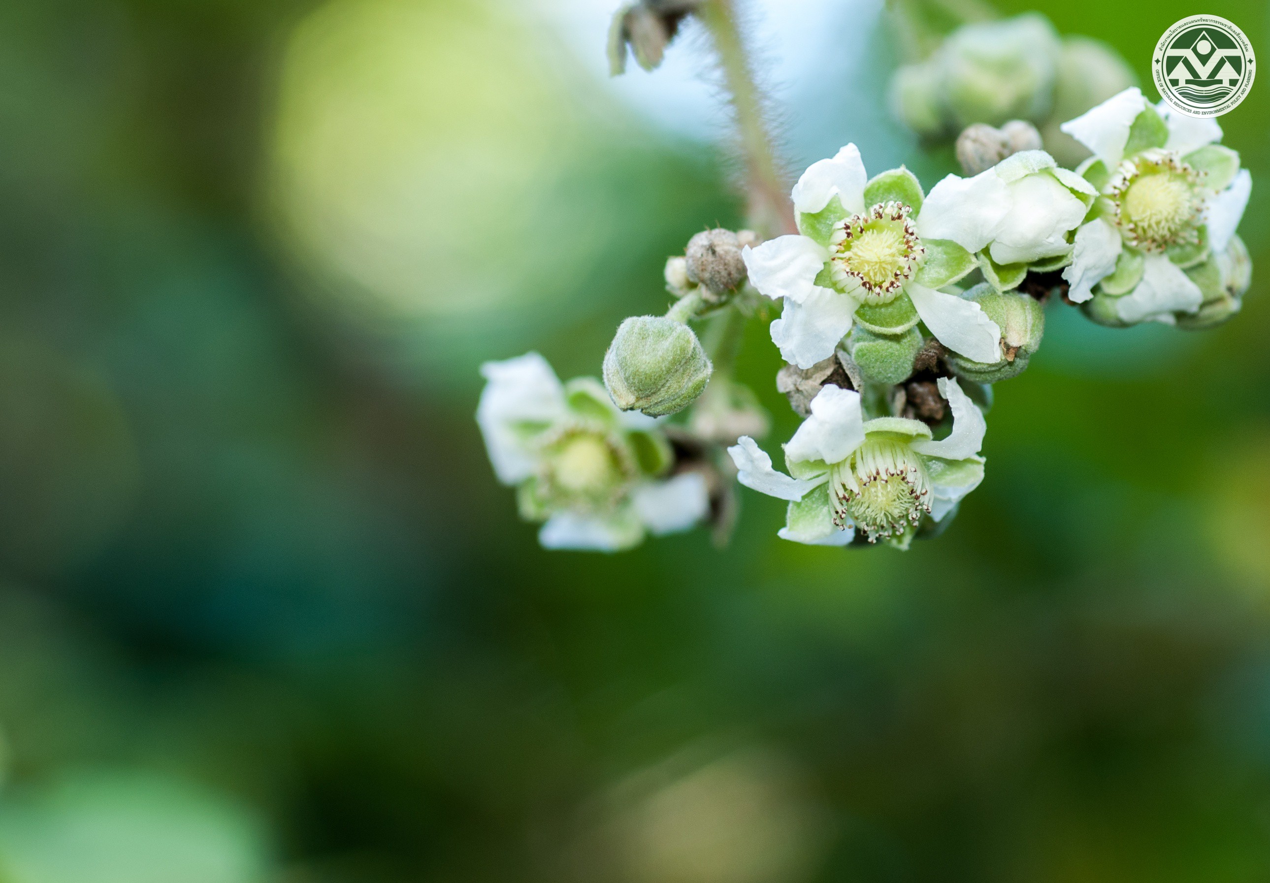 Rubus alceifolius