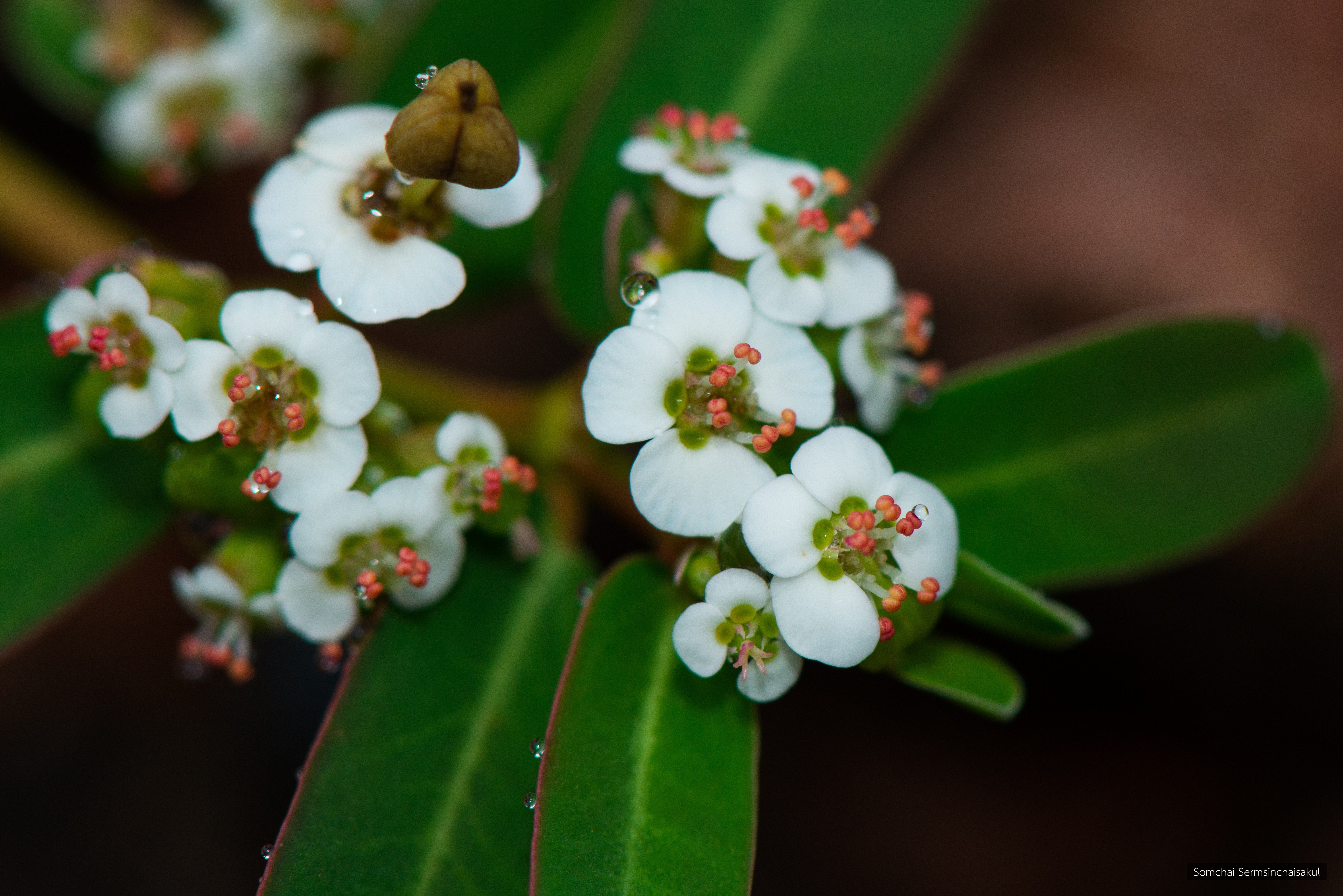 Euphorbia bifida